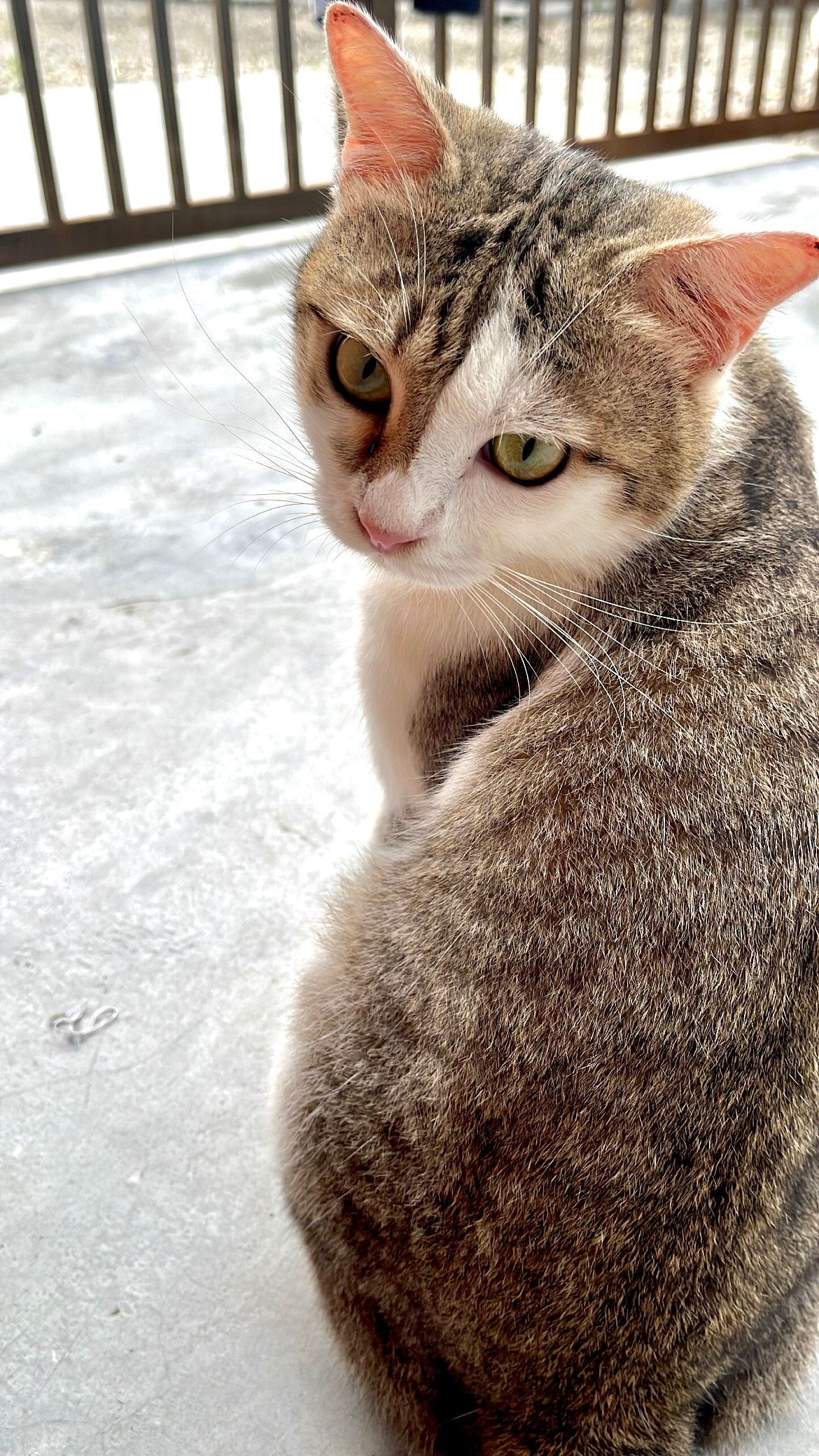 Tuah - 83200, Senggarang