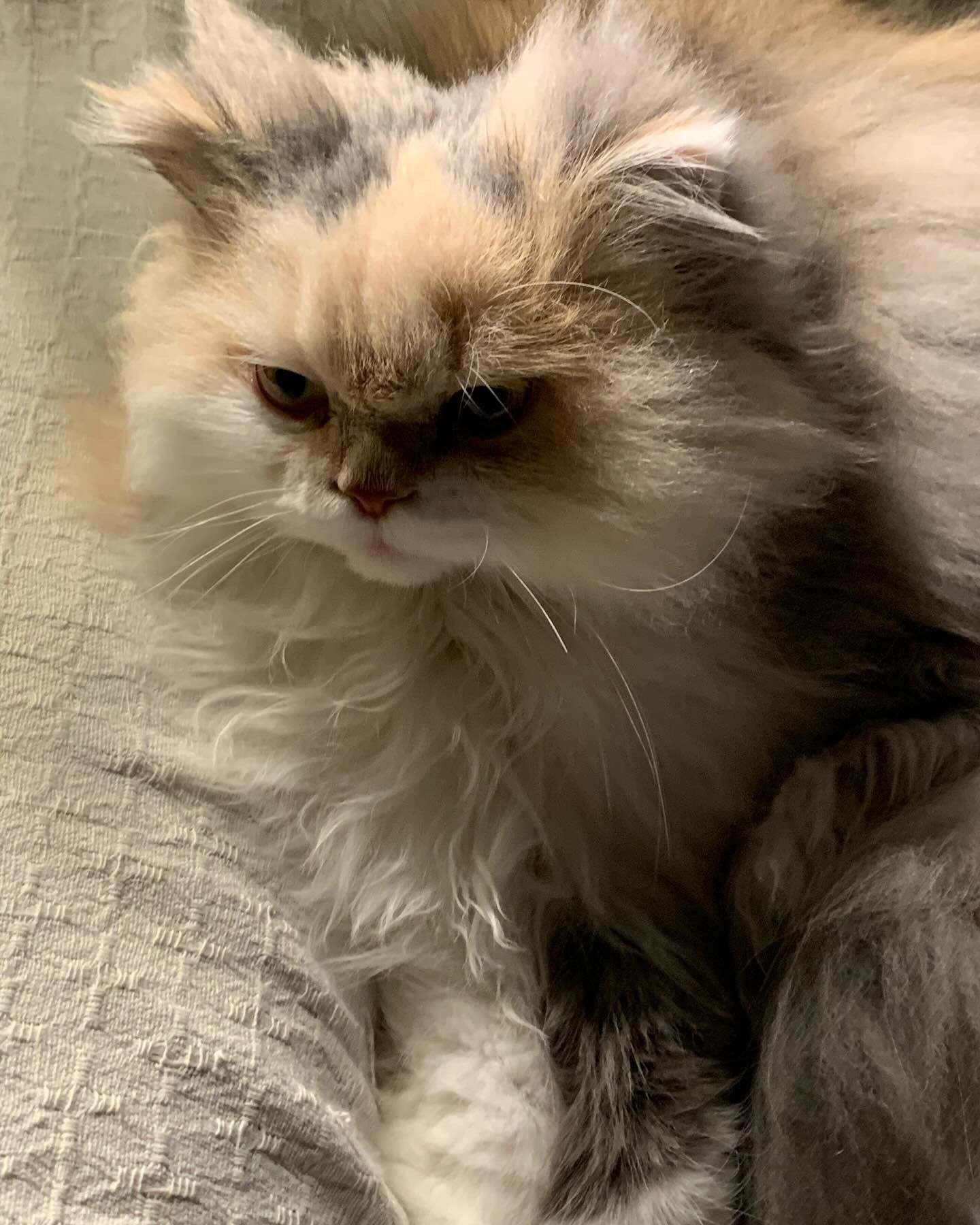 Nika - Carrer De La Fàbrica, Palma