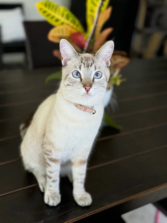 Cat - Southwest 149th Street, Miami