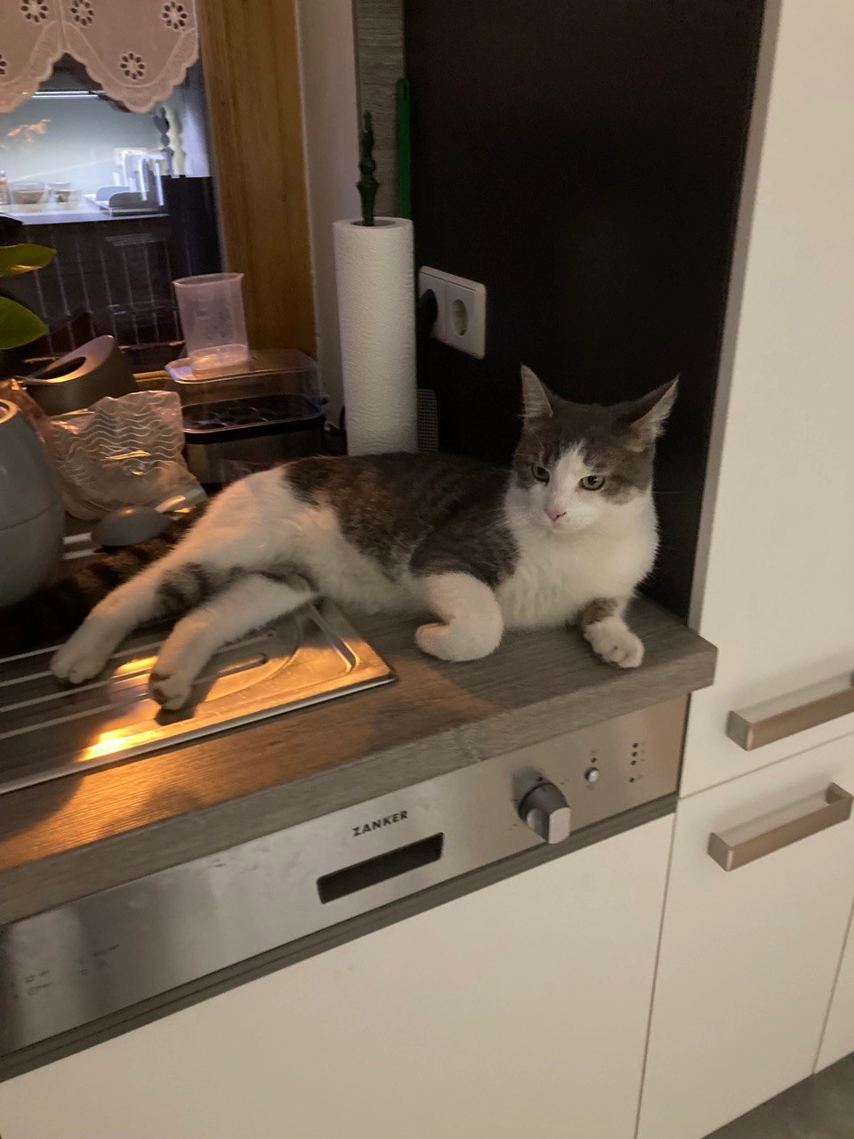 Leo - Kiefernhorst 33, Bad Muskau