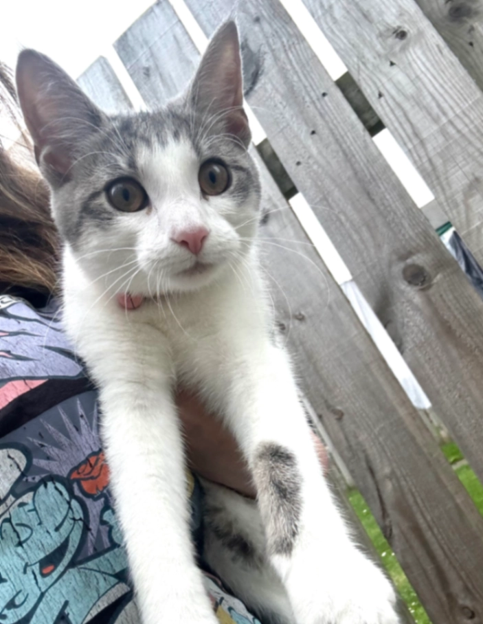 Nalah - Portstown Crescent, Inverurie