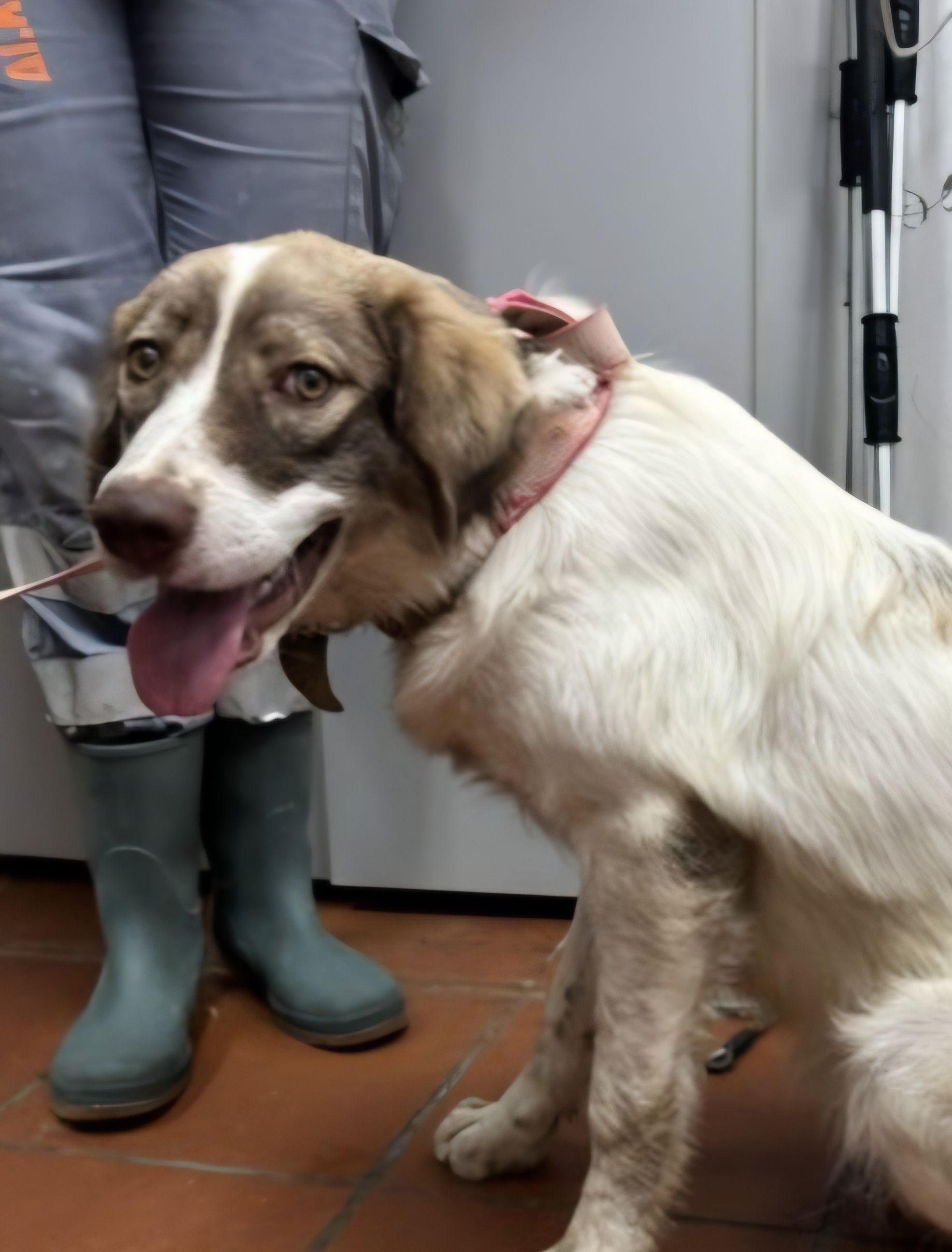 Ρινα - Ιερά Οδός, Chaidari