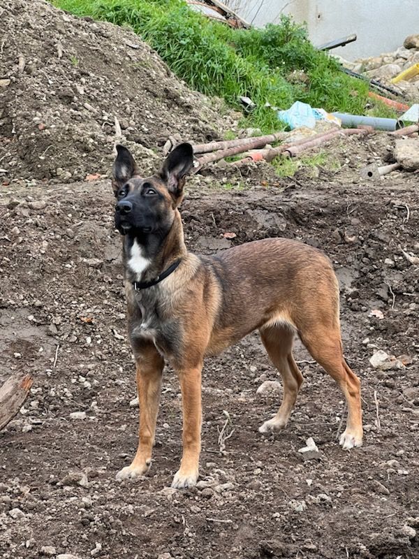 Vicky - Rue des Templiers, Vildé-Guingalan