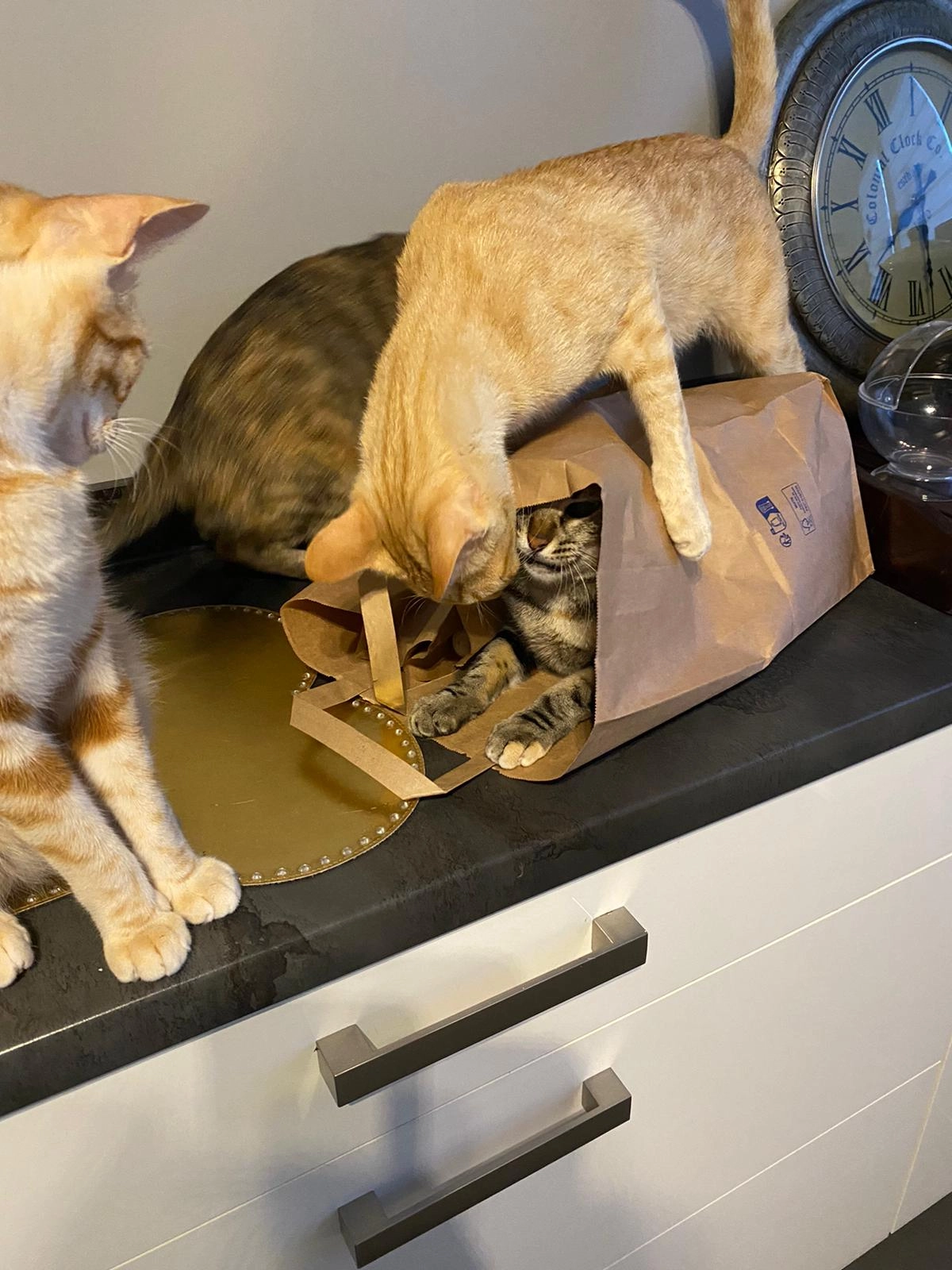 Timmy - Taliterstraat, Coxyde