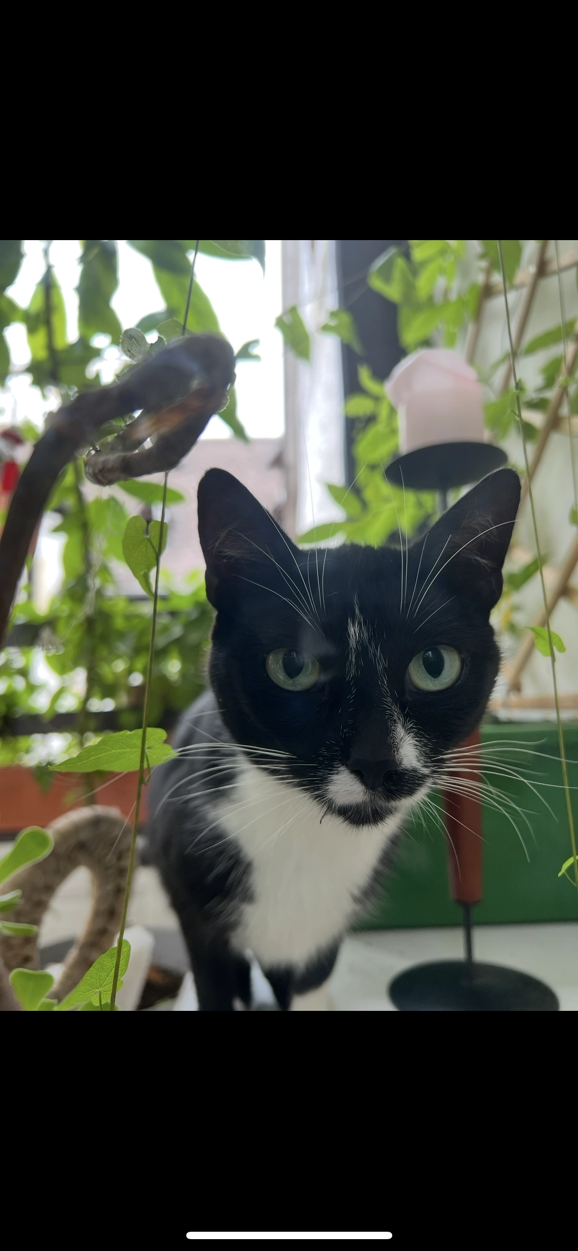 Maggie - Obergasse, Meisenheim