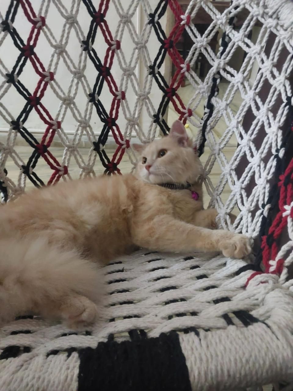 oreo - nallasopara west zb zakira school , nallasopara 