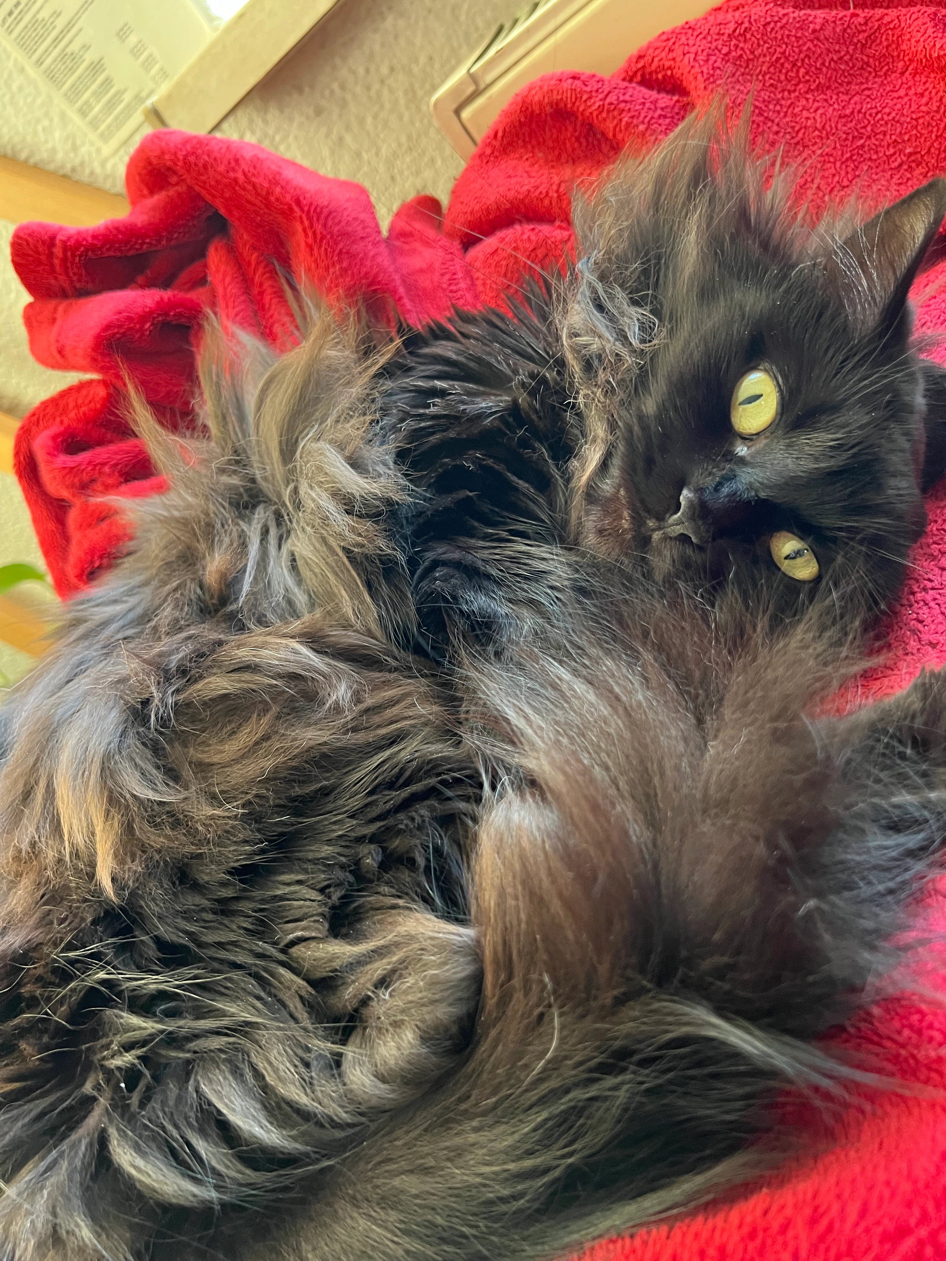 Lilith - Leuckartstraße, Dresden