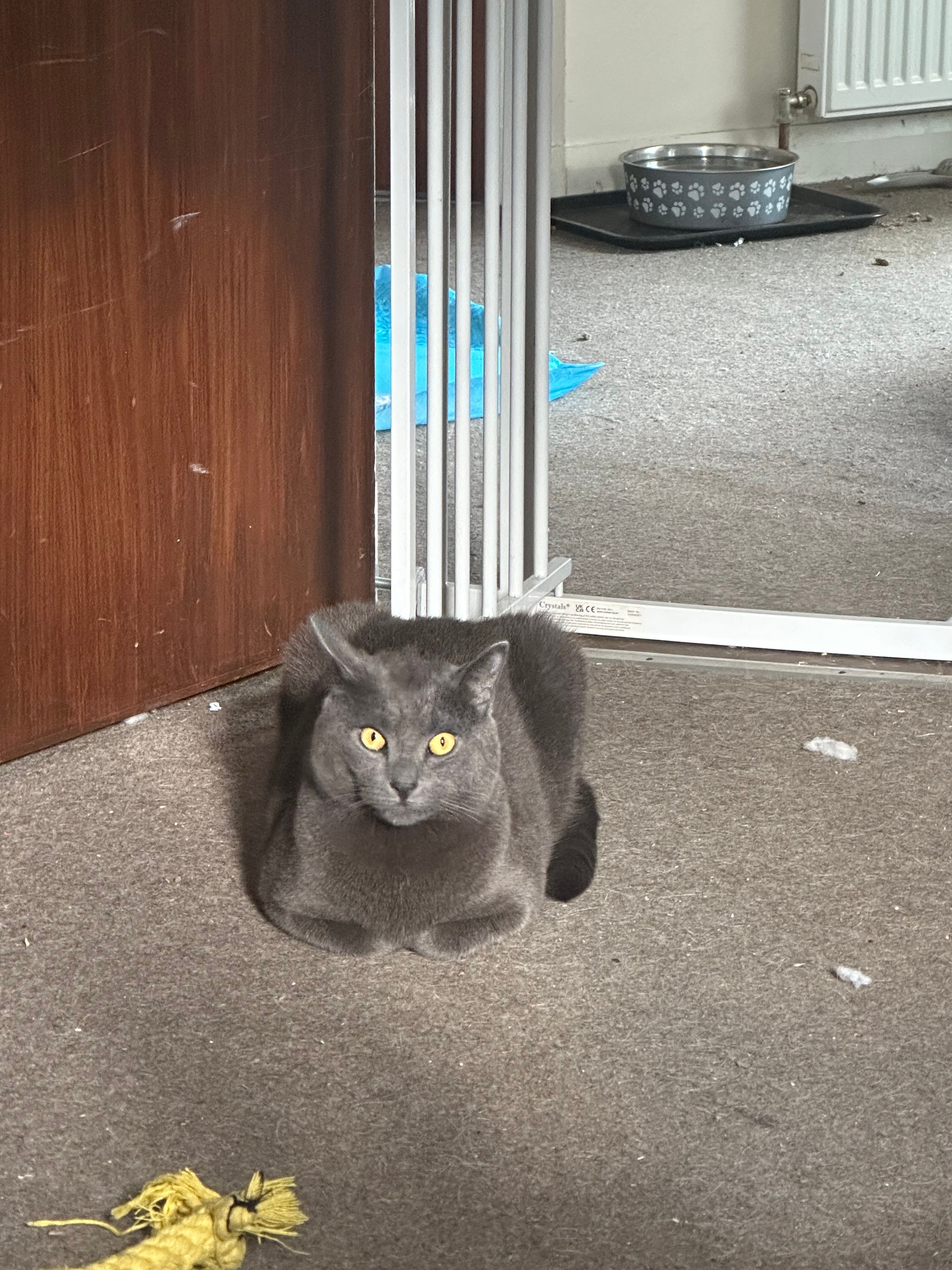 Felix  - Moss-Side Brae, Nairn