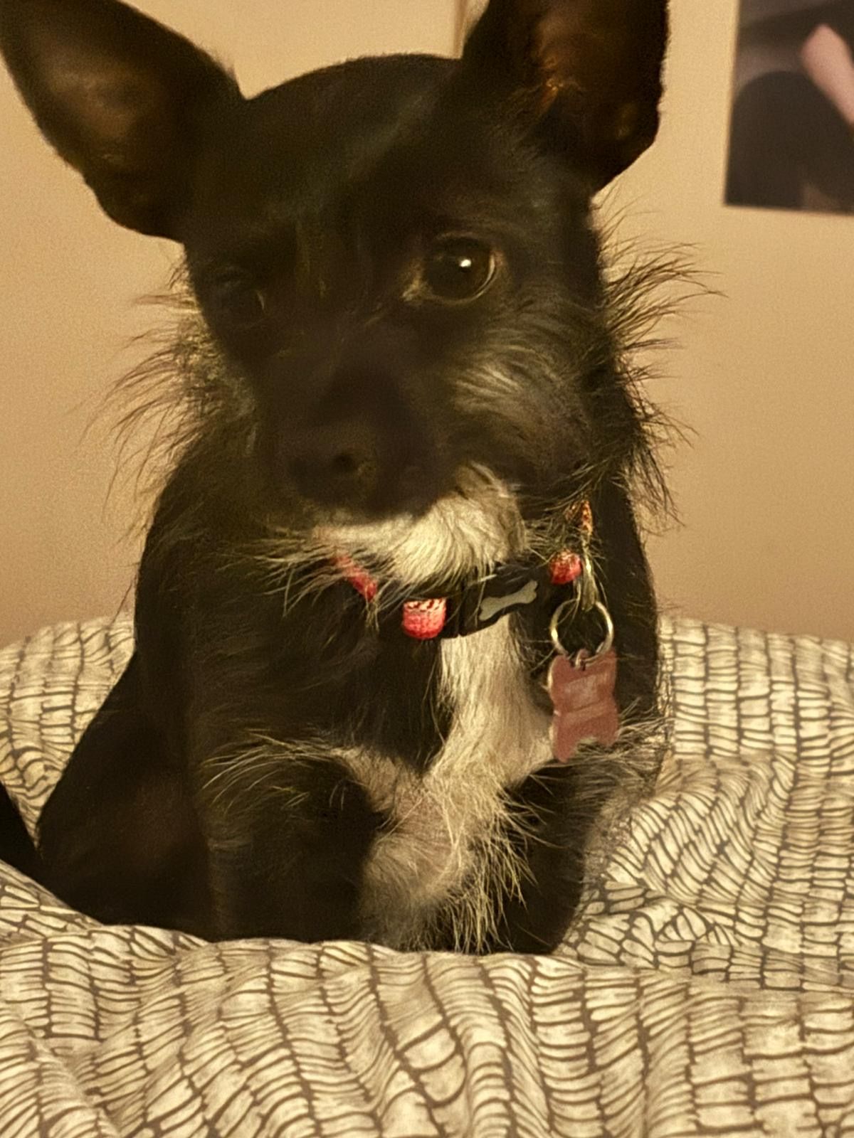 Bella - Mersey Gateway Bridge, Runcorn