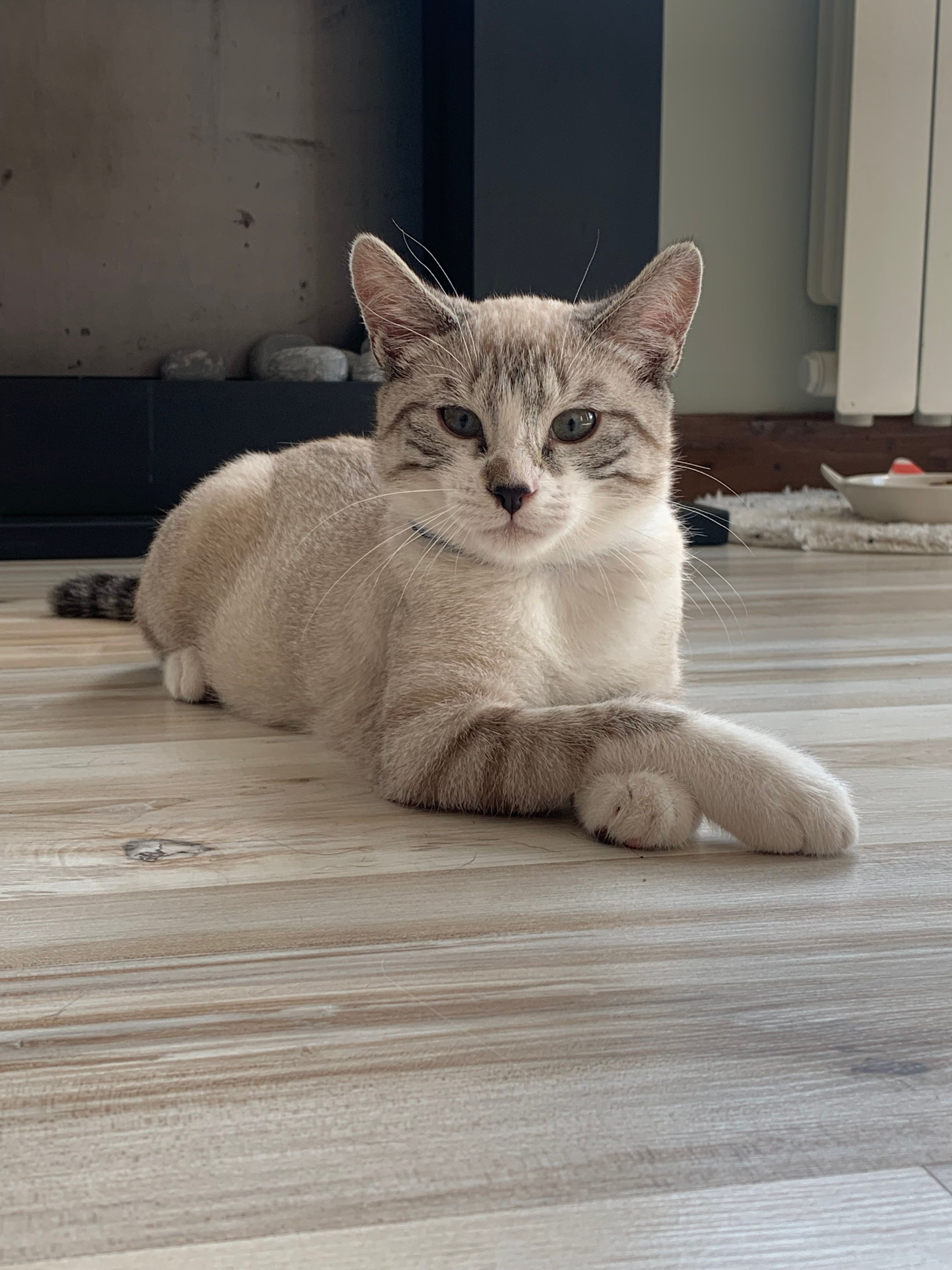 Toulouse - 60 Palivarch, Ploemel