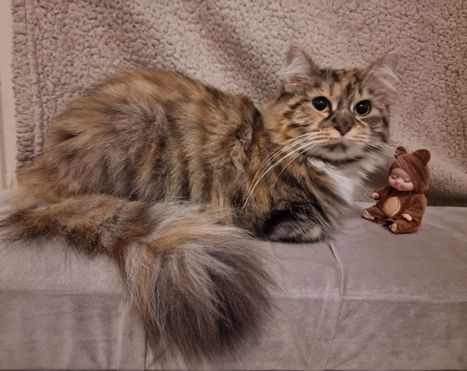 Laila - Lytton Road, Bradford