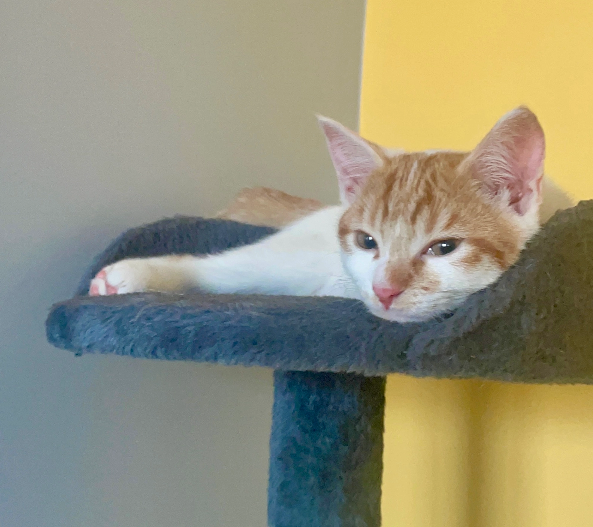 Figaro - Square des Griffons, Créteil