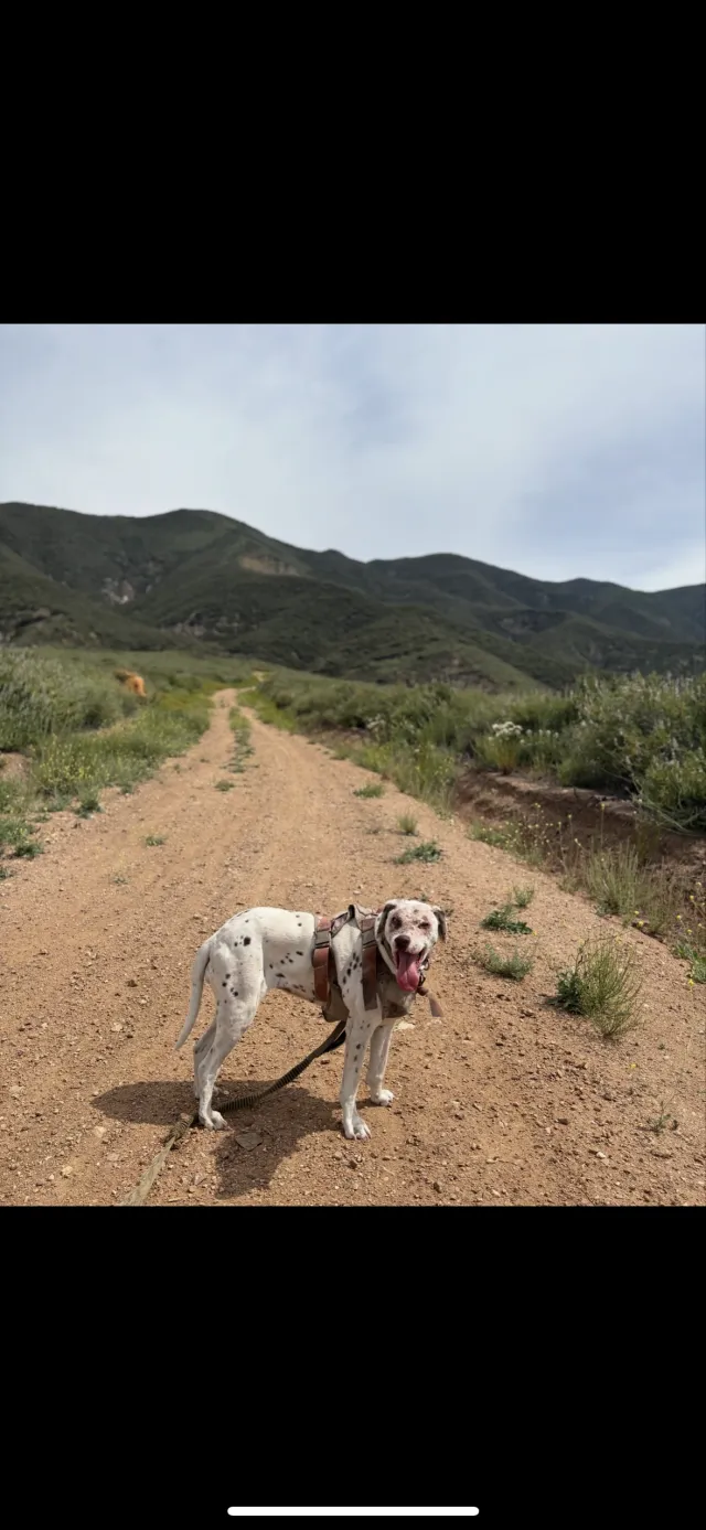 Daisy - 6748 Dakota Ave, Rancho Cucamonga