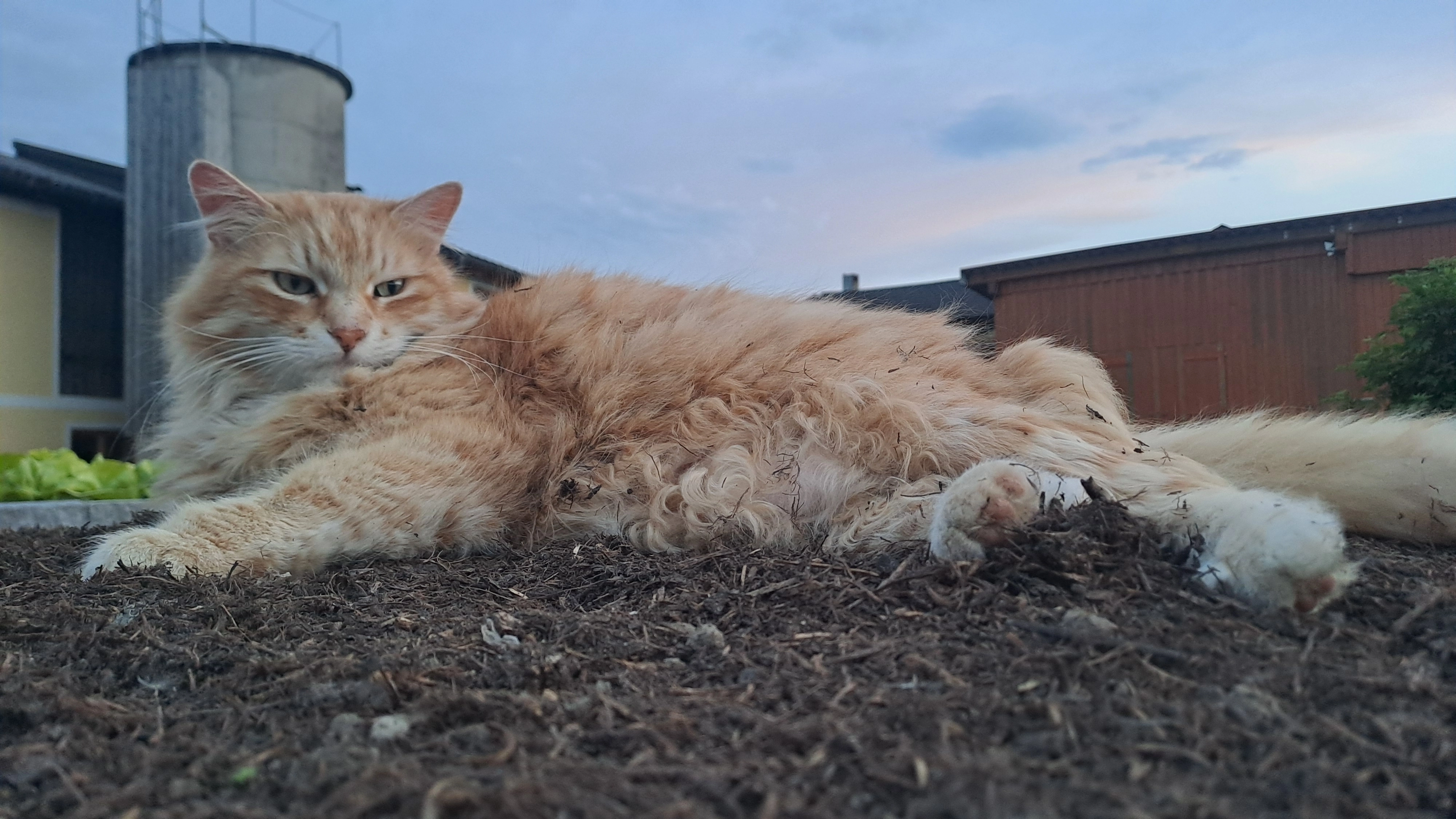 Simba - Hauptstraße 17, Steinakirchen am Forst