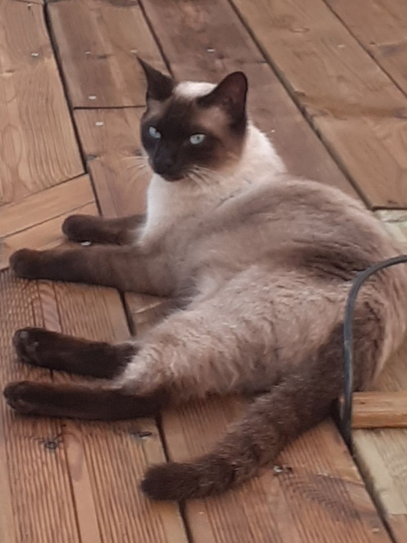 Teheiura  - 2 Impasse Bertran de Born, Boulazac-Isle-Manoire