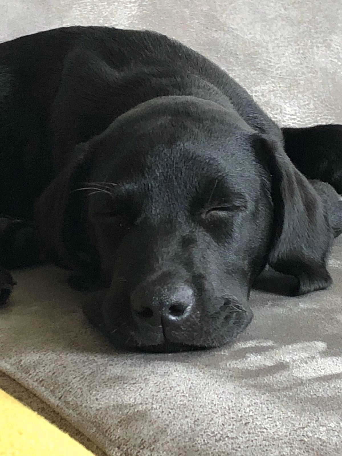 Bella en Sammy - Zuidzijde, Bodegraven