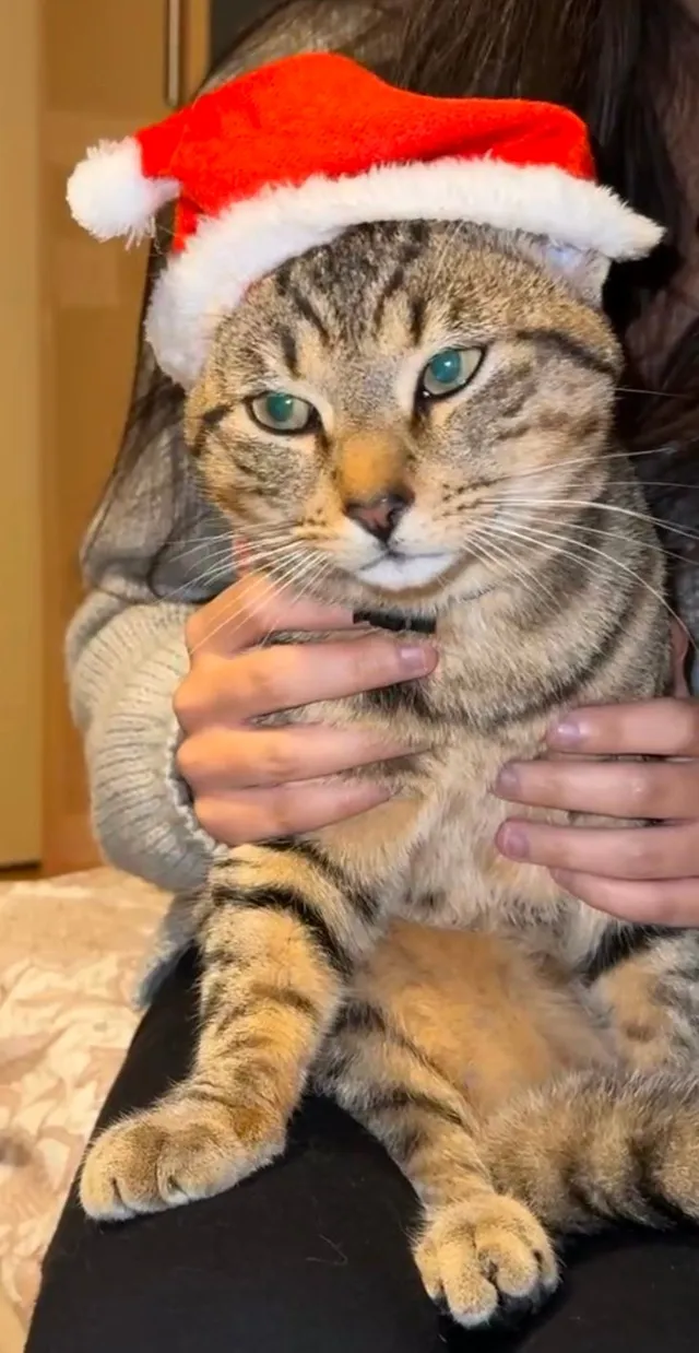 Simba - Sandpiper Drive, Erith