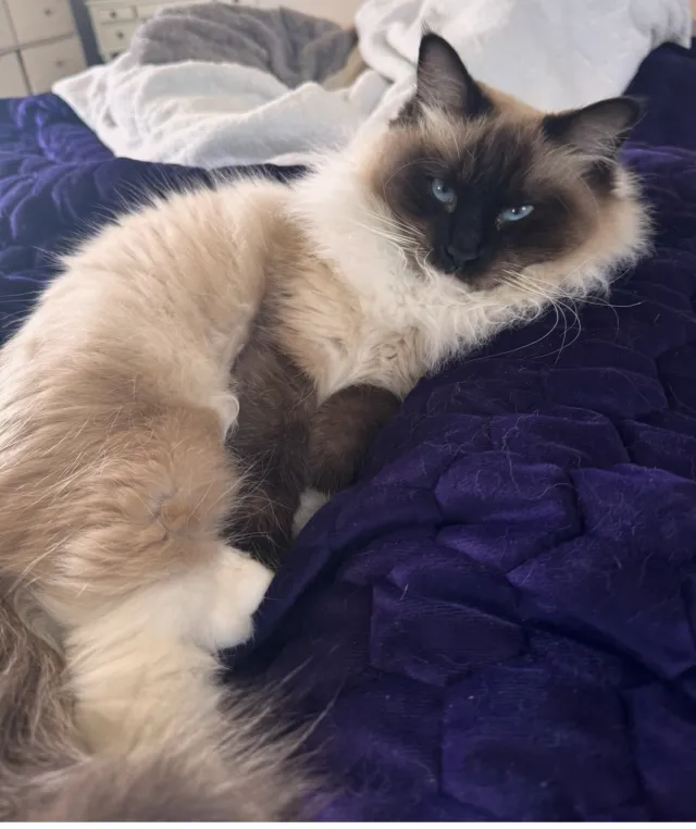 Nala - Pleasant Grove Cir, Menifee