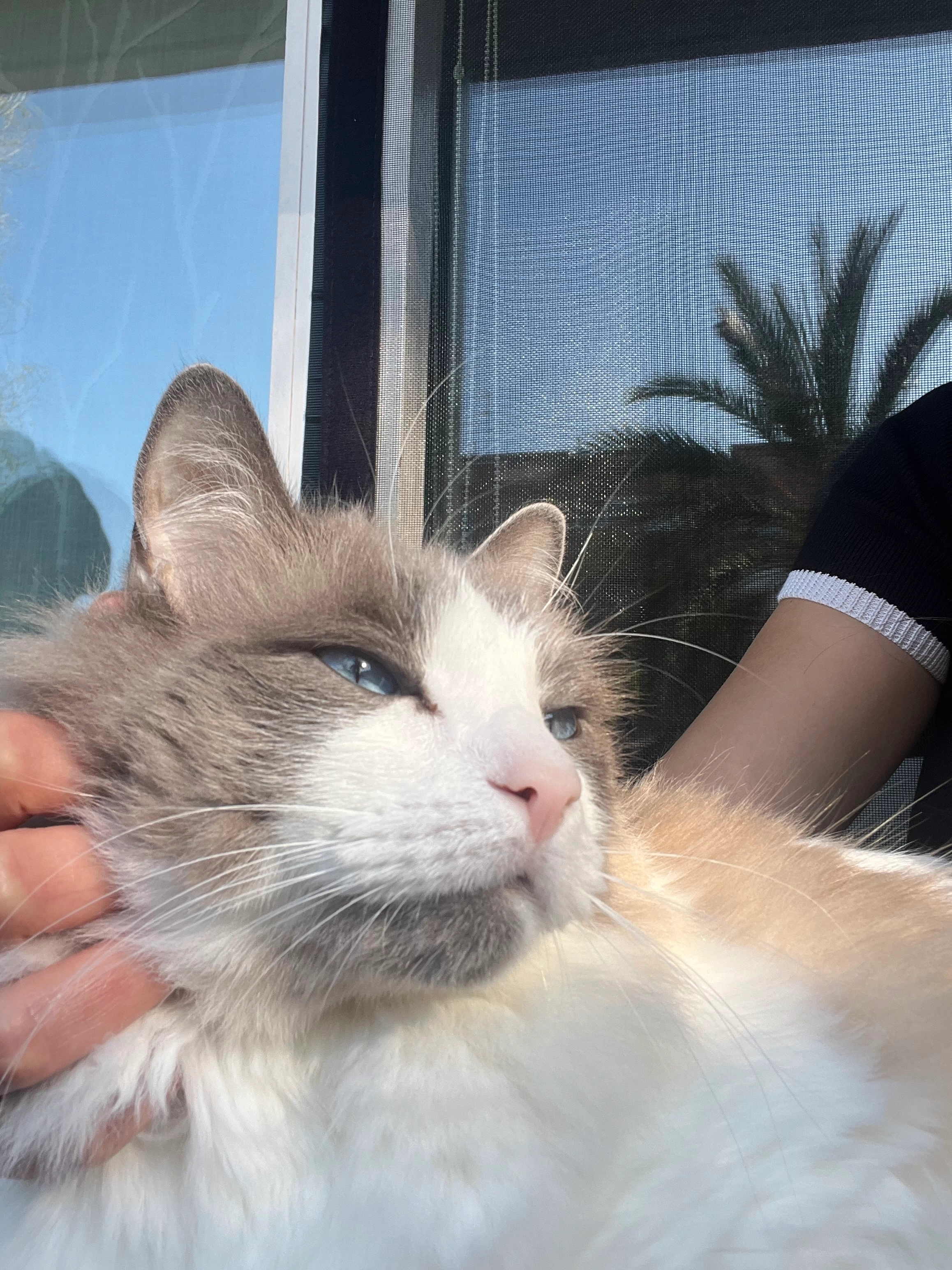 Simon - Carrer General Zurbano, Vilafranca del Penedès