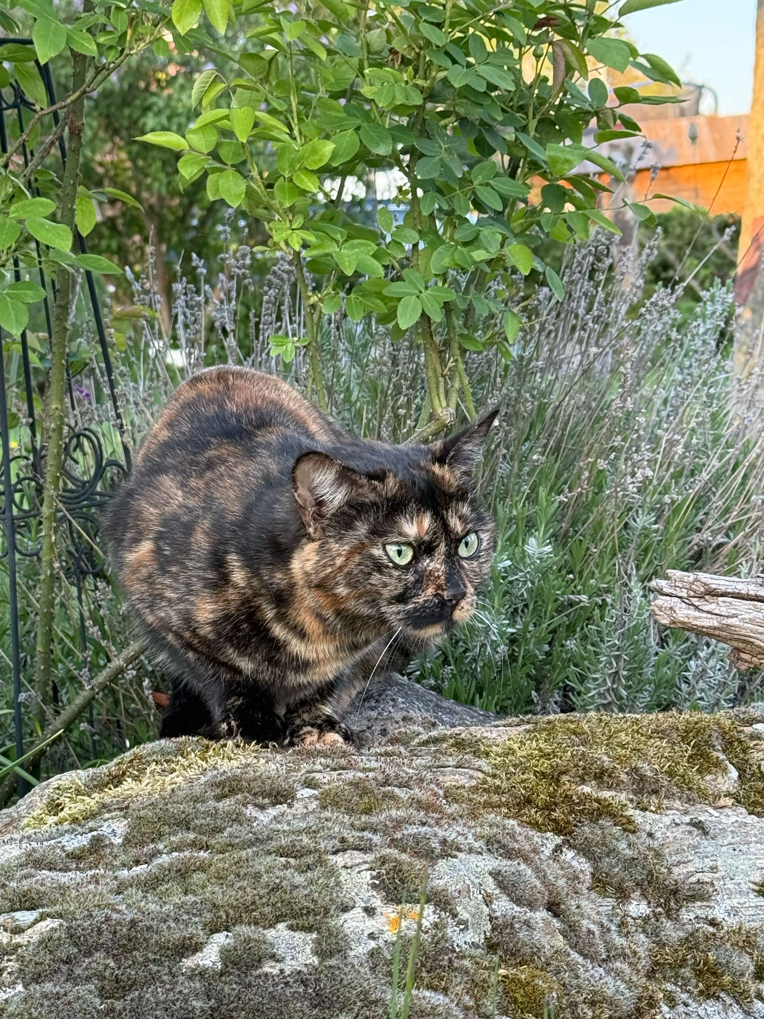 Sally - Am Hahnewald, Harsum