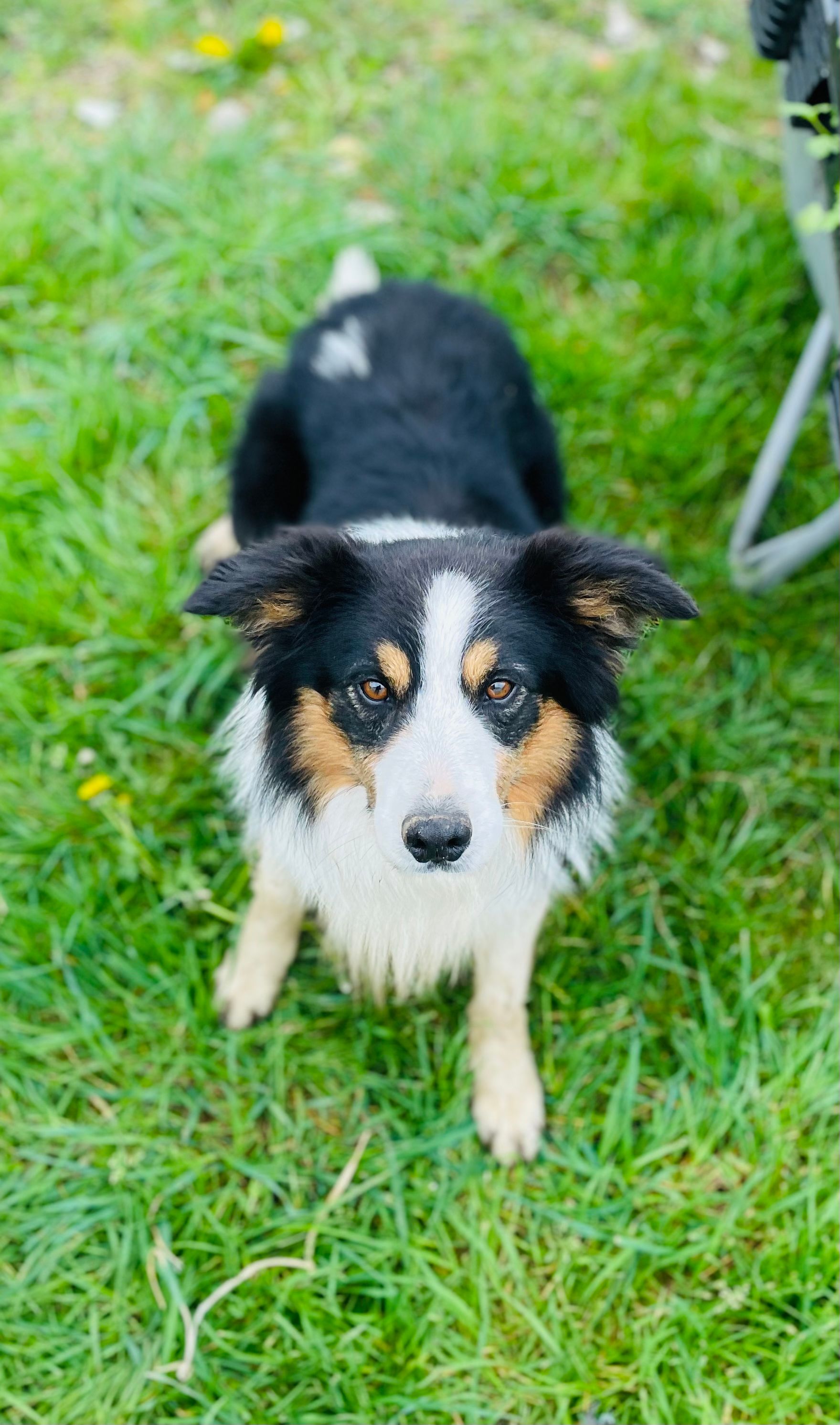 Pastis  - Avenue du Triangle, Braine-l'Alleud