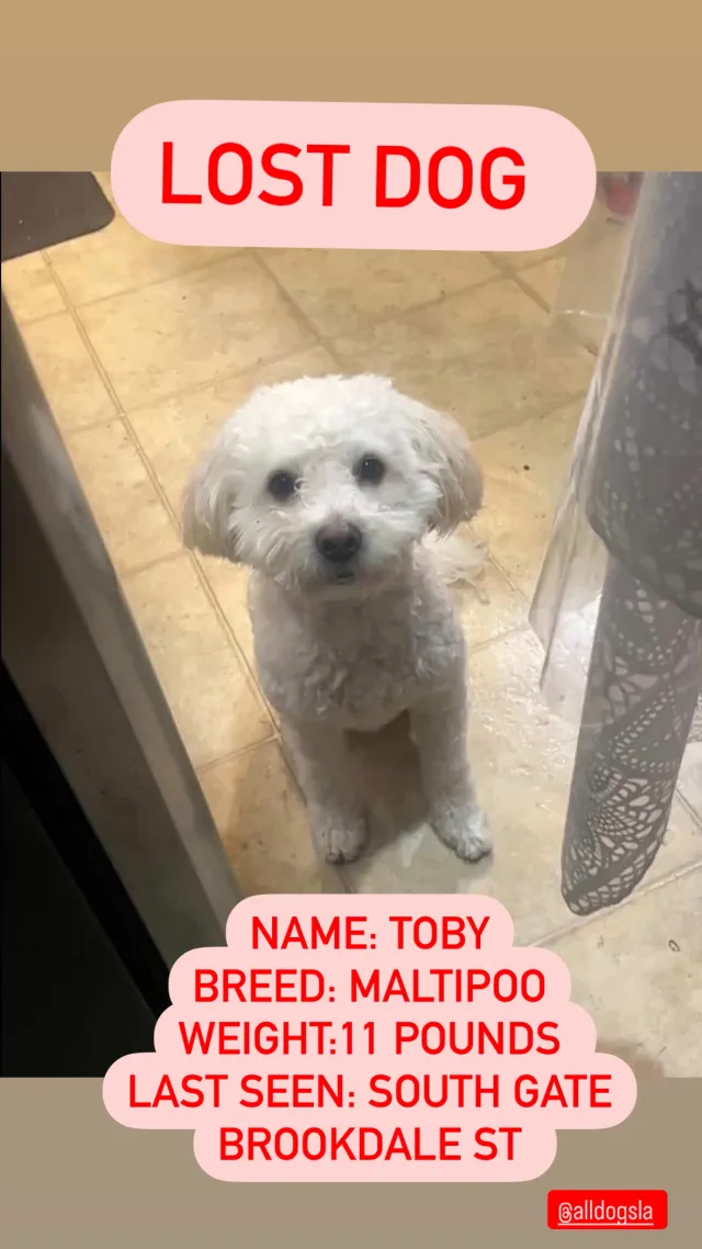 Toby - Brookdale Rd, South Gate