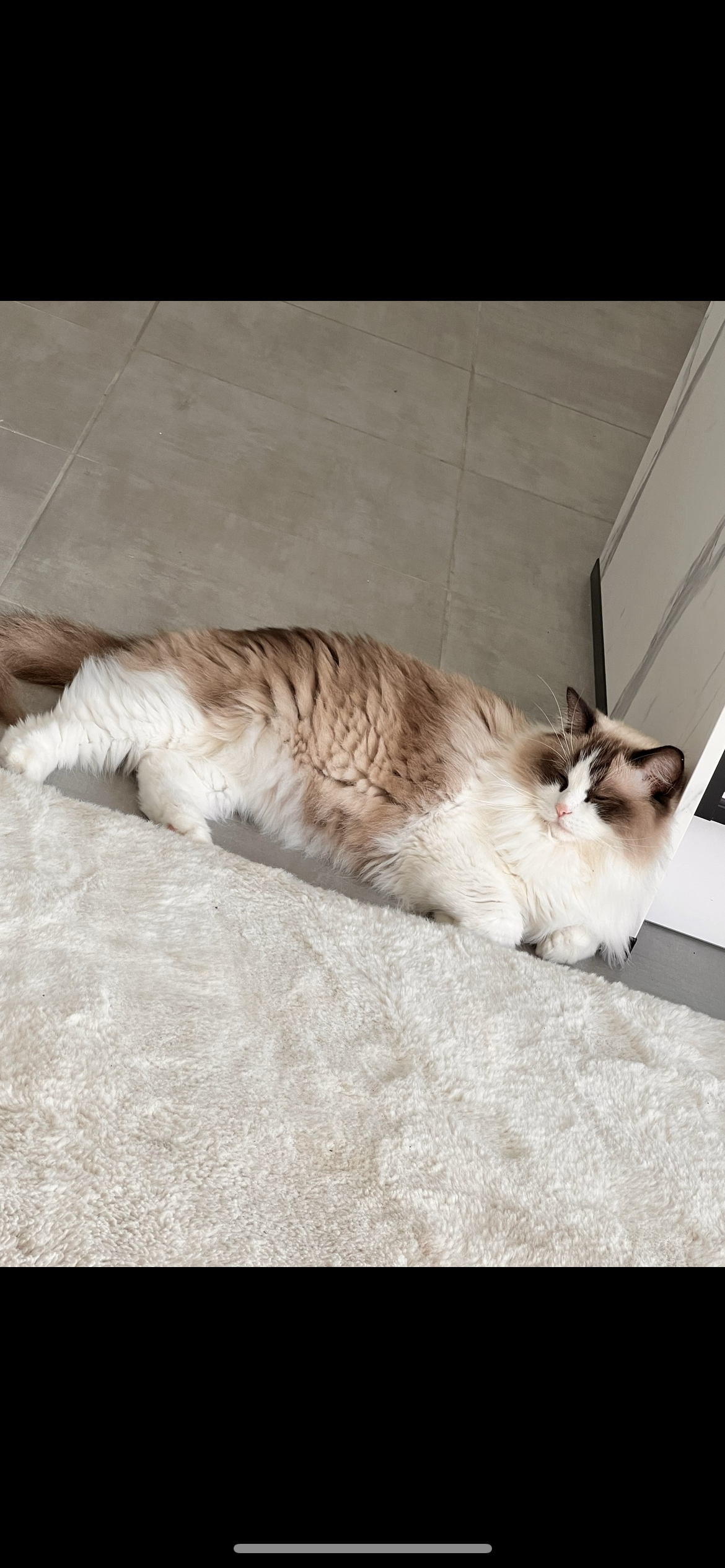 Titi  - 11 Rue des Pivoines, Dourdain