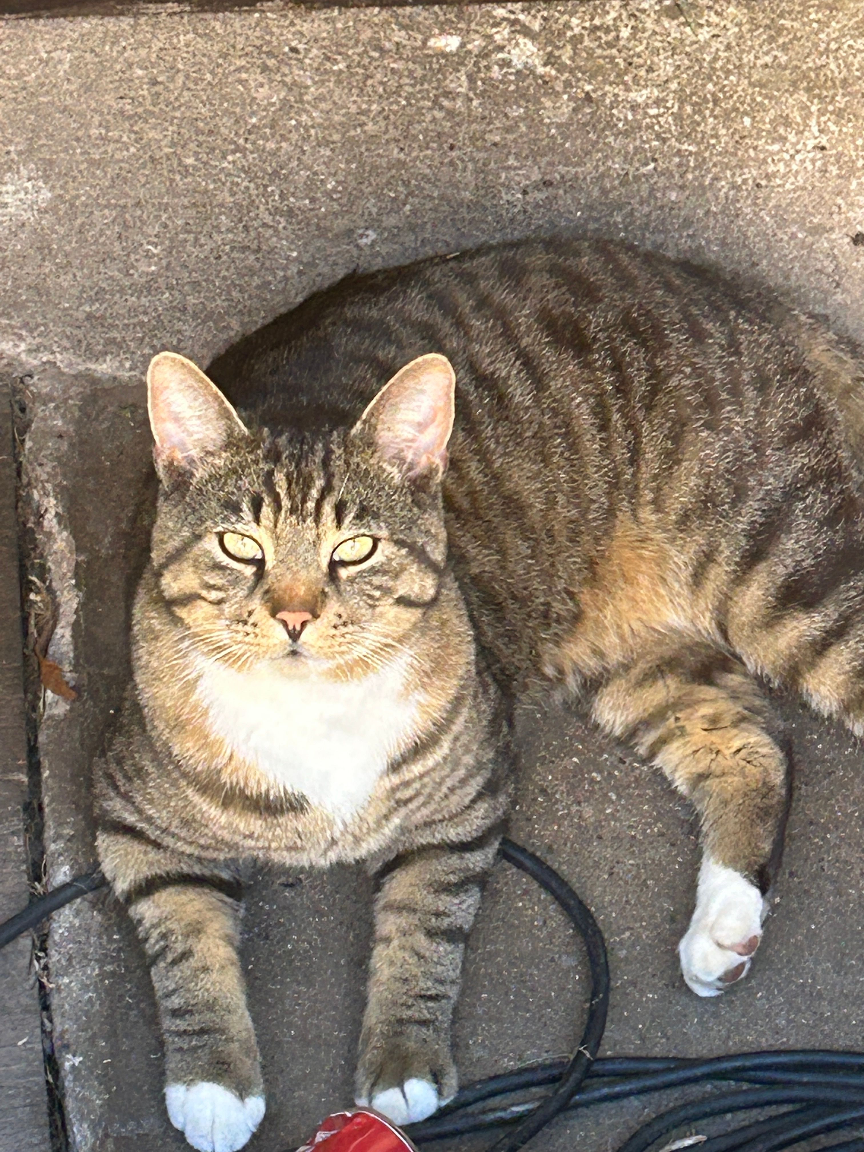 Pippo - Beihinger Straße, Haiterbach