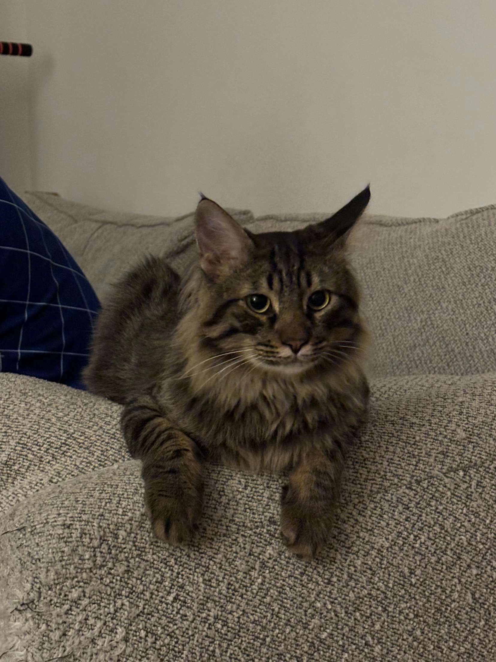 Bean - MK42 0, Bedford