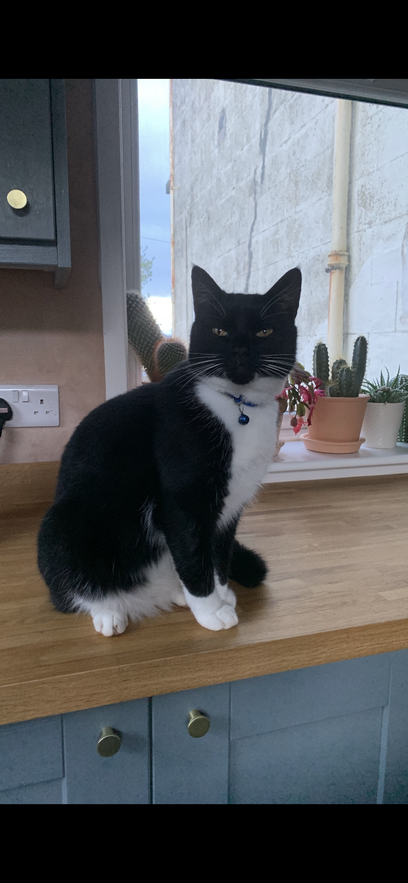 Calcifer - Ivybank Crescent, Port Glasgow