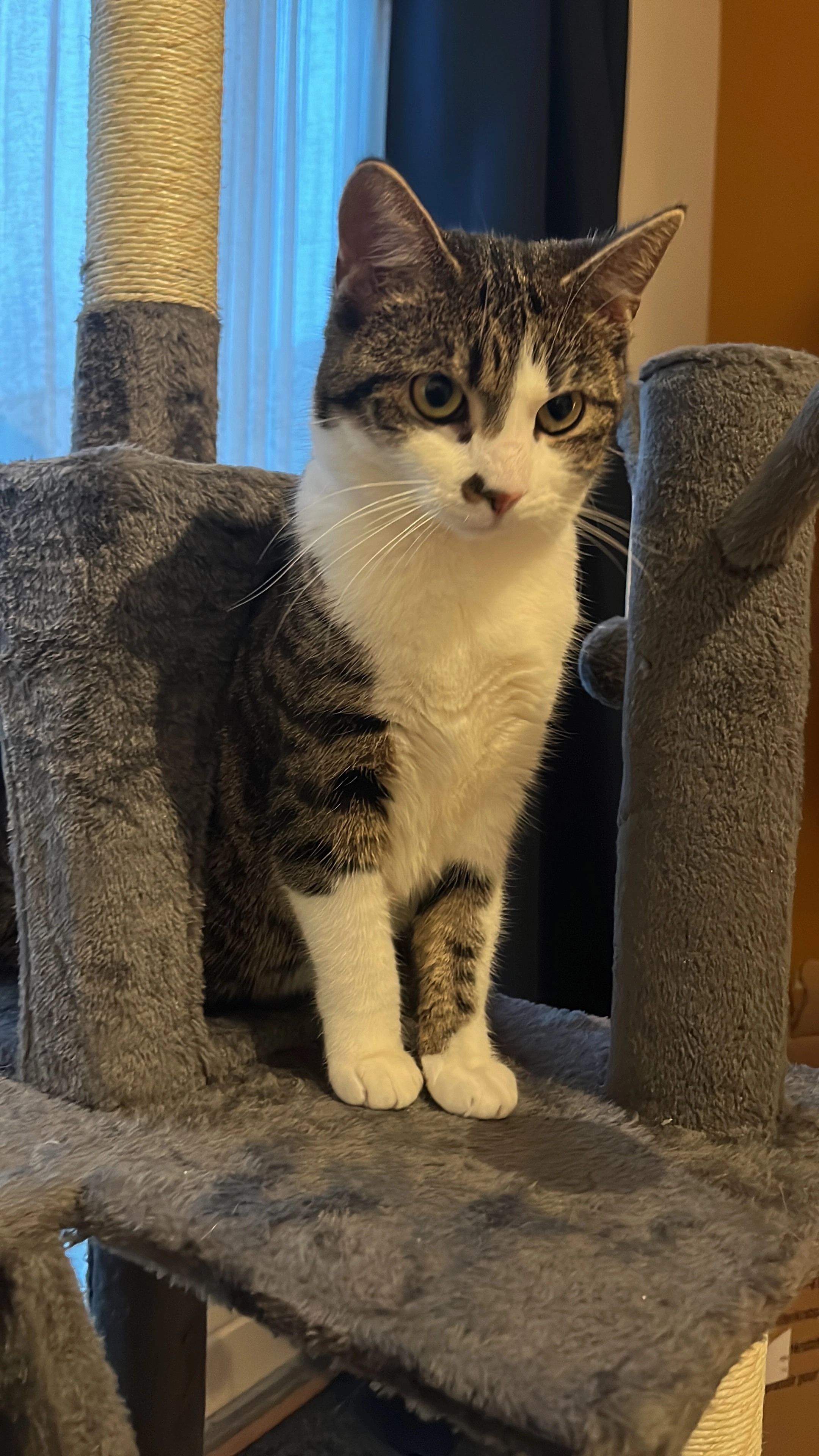 Zoë - Leiendekkerstraat, Zwolle