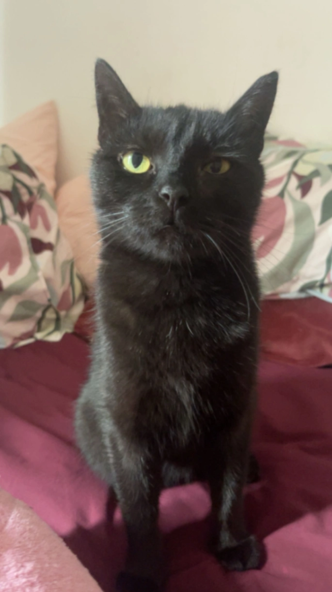 Beetlejuice - Bolesława Chrobrego 4, Rawa Mazowiecka