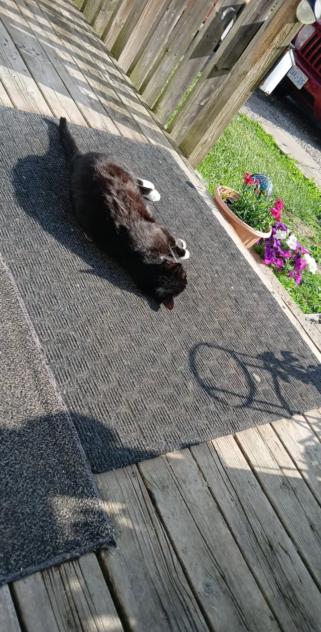 Tom - Balfour Blvd, Windsor