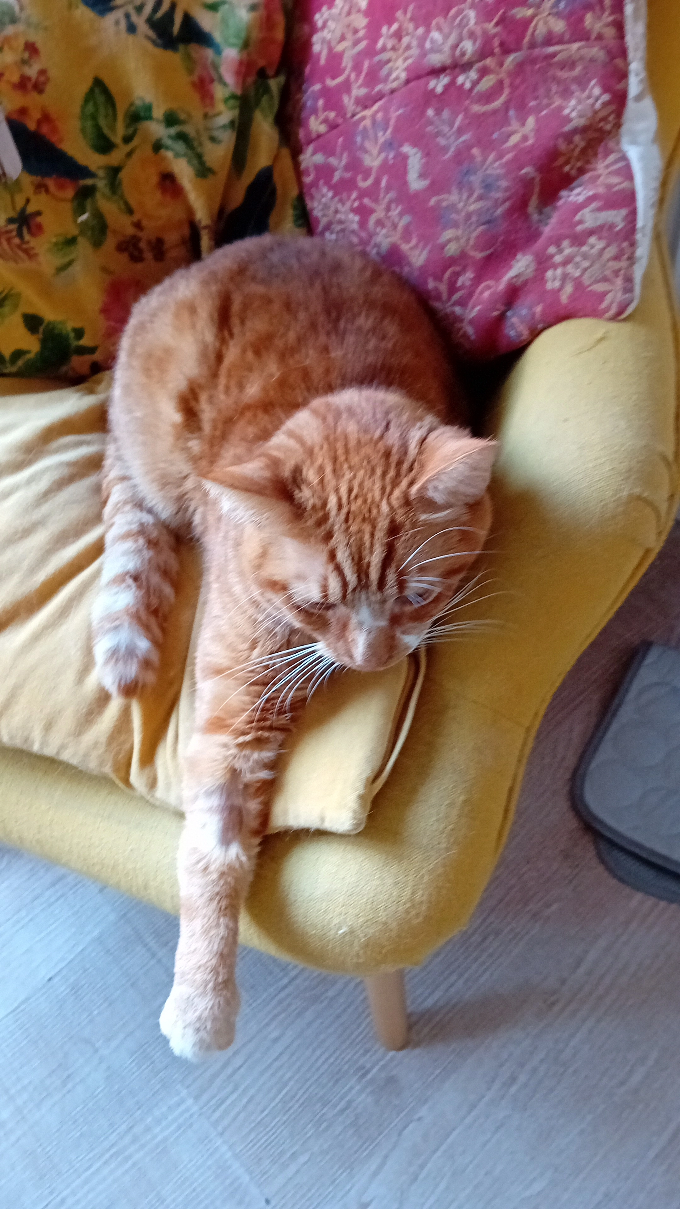 Nuggets - Rue d'Alger, Lille