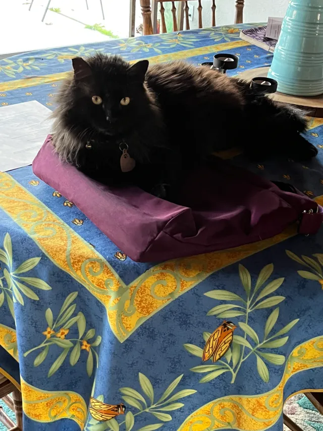 Chonky - 14510 Greenworth Dr, La Mirada