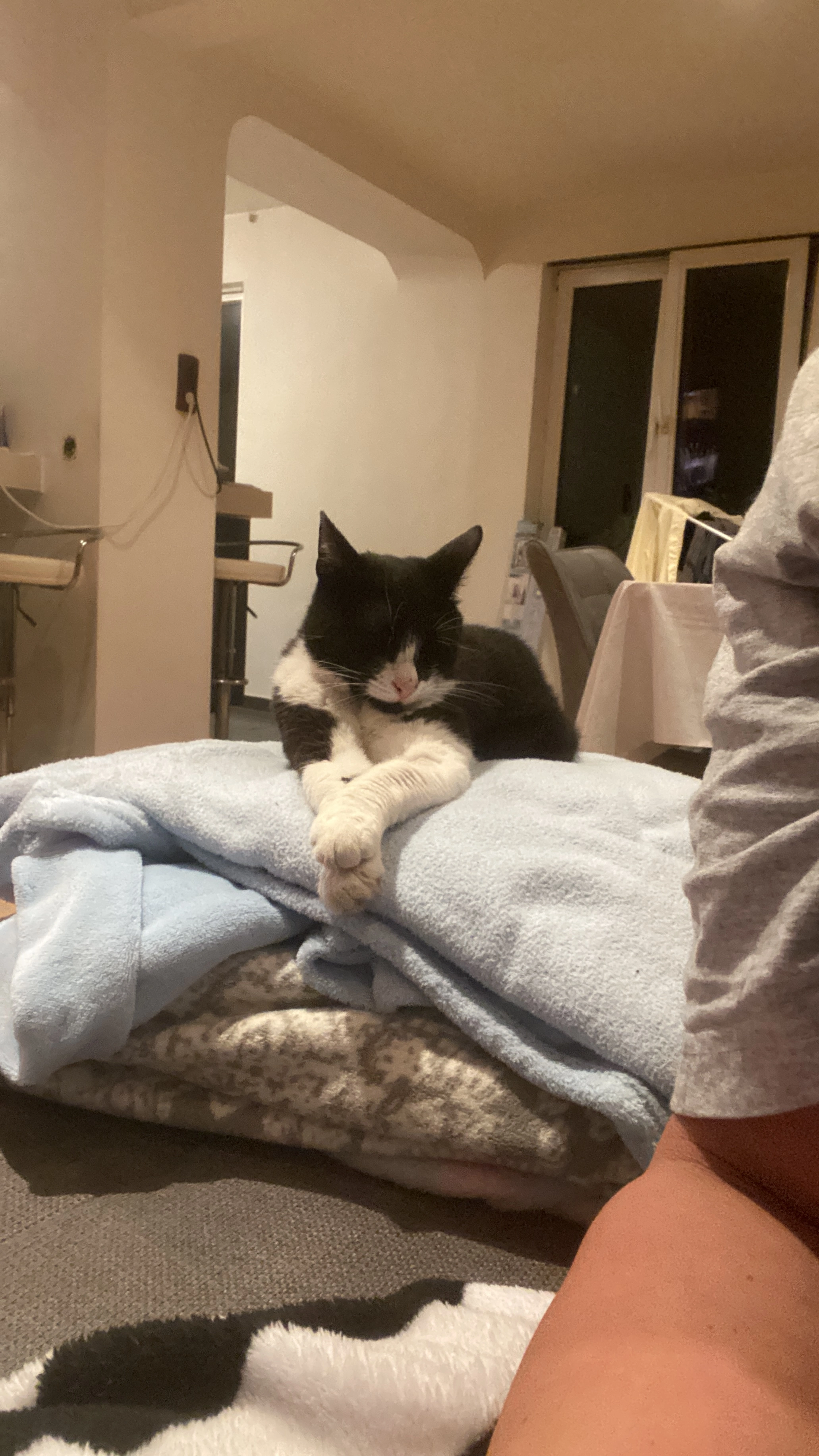 Puppy  - Uellendahler Straße, Wuppertal