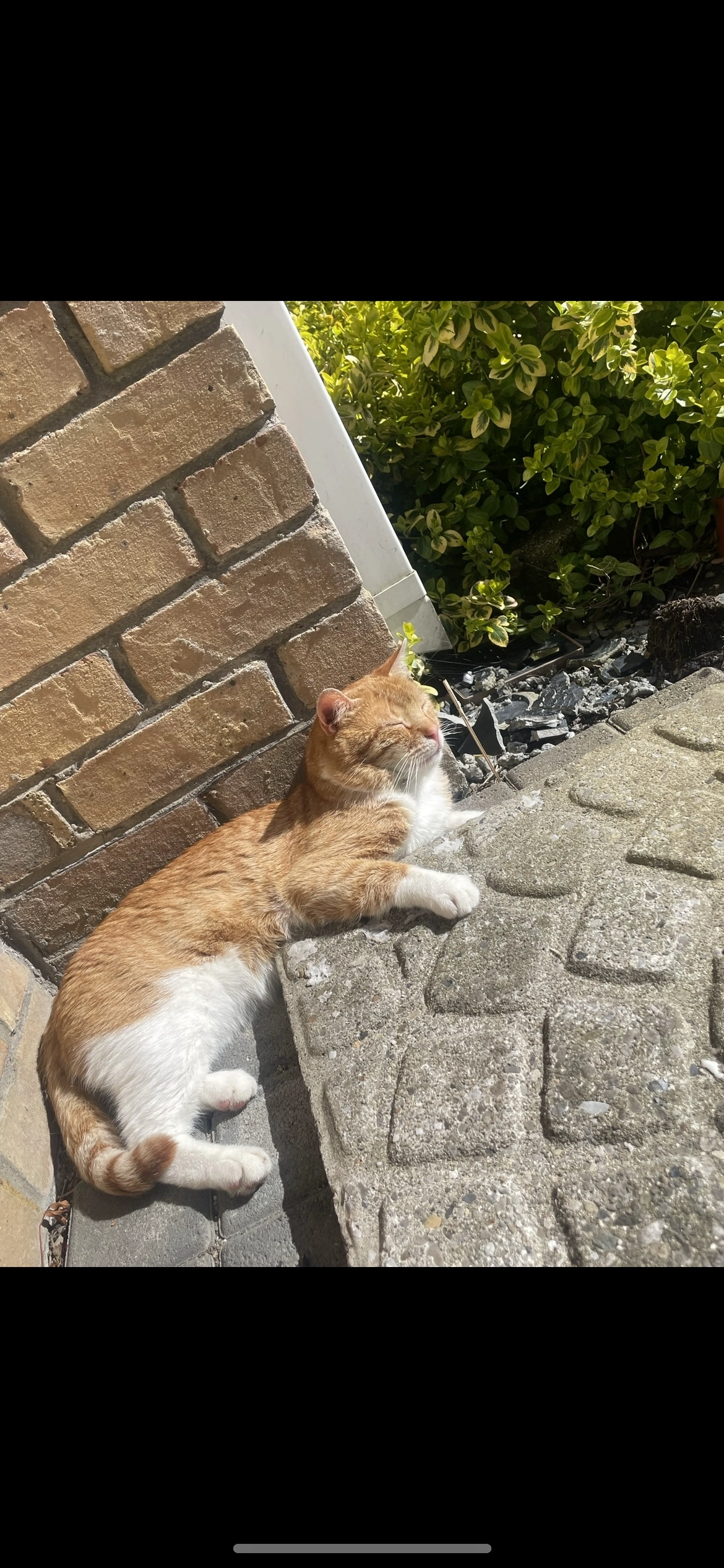 Marlo - Ivy Court, Dublin