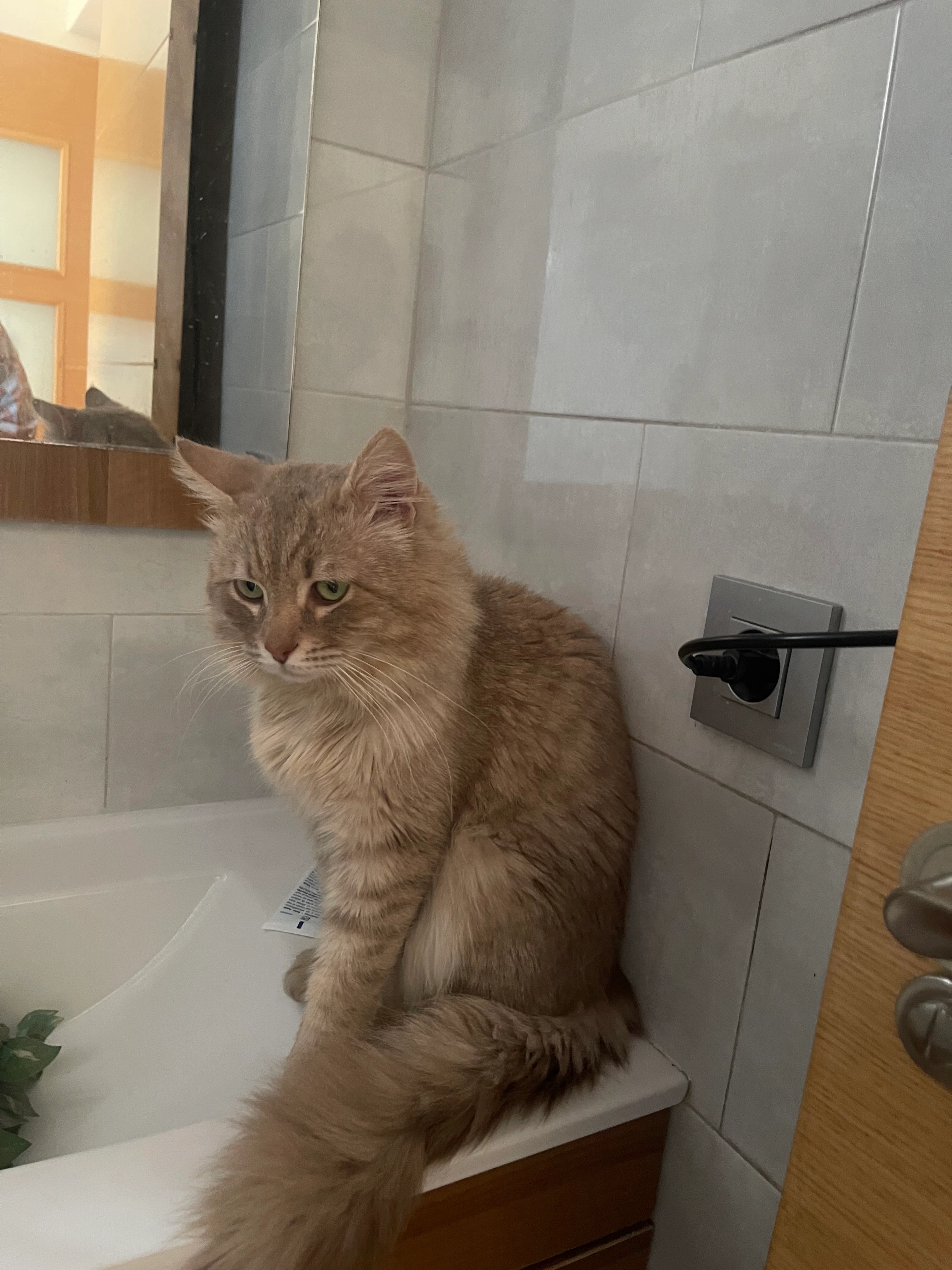 Horus - Calle Rosario, Murcia