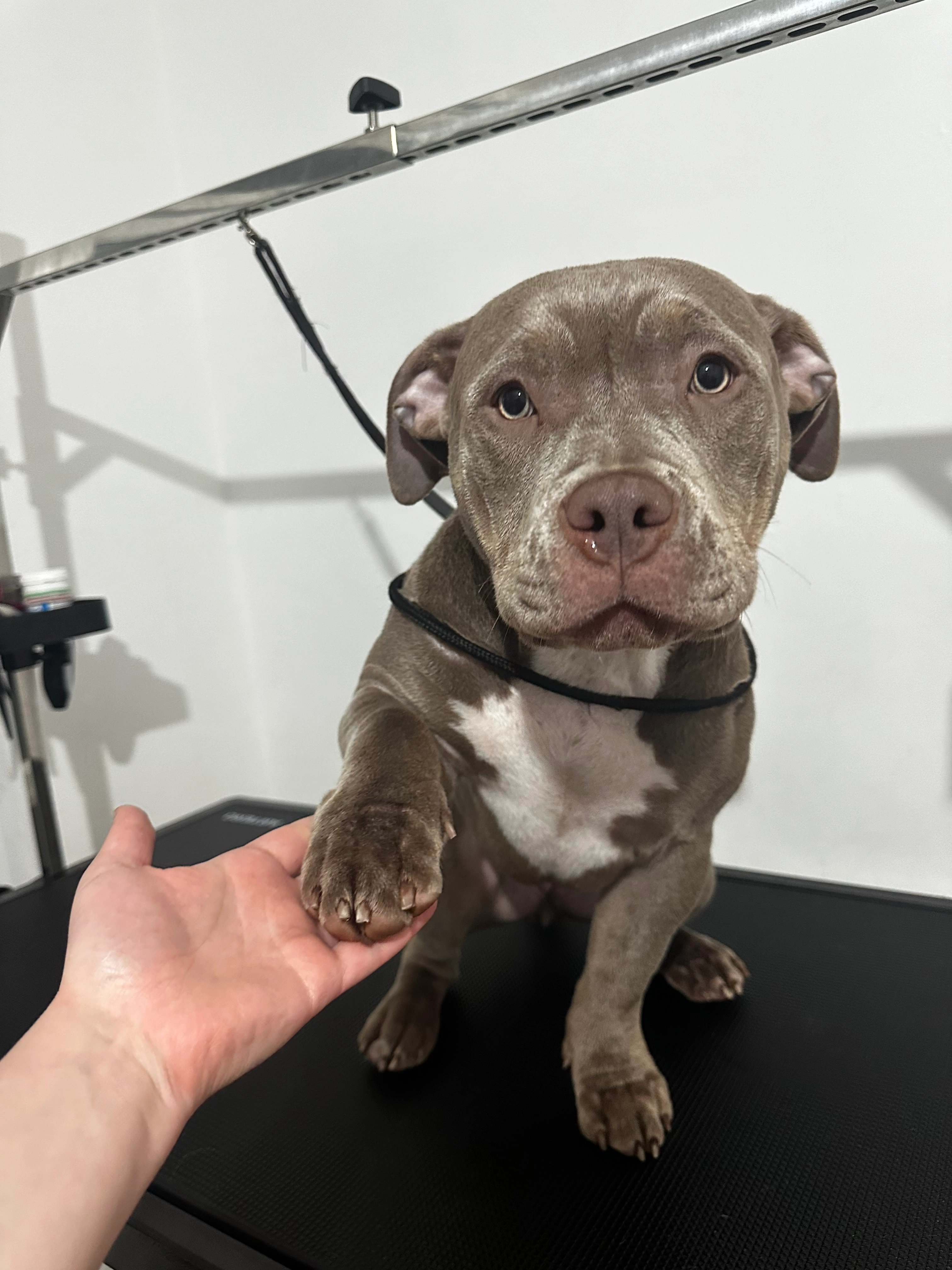 Candela - Eade Road, London