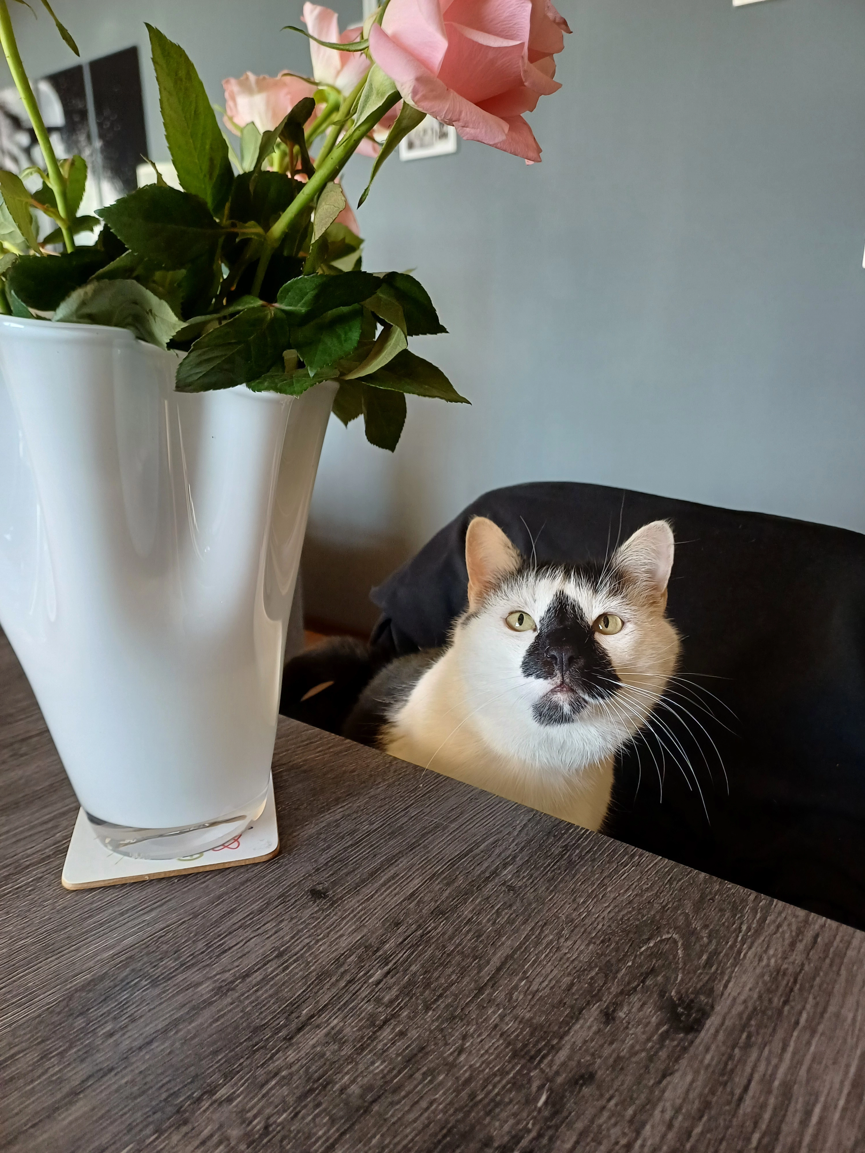 Mogli - Hohlweg, Kösching