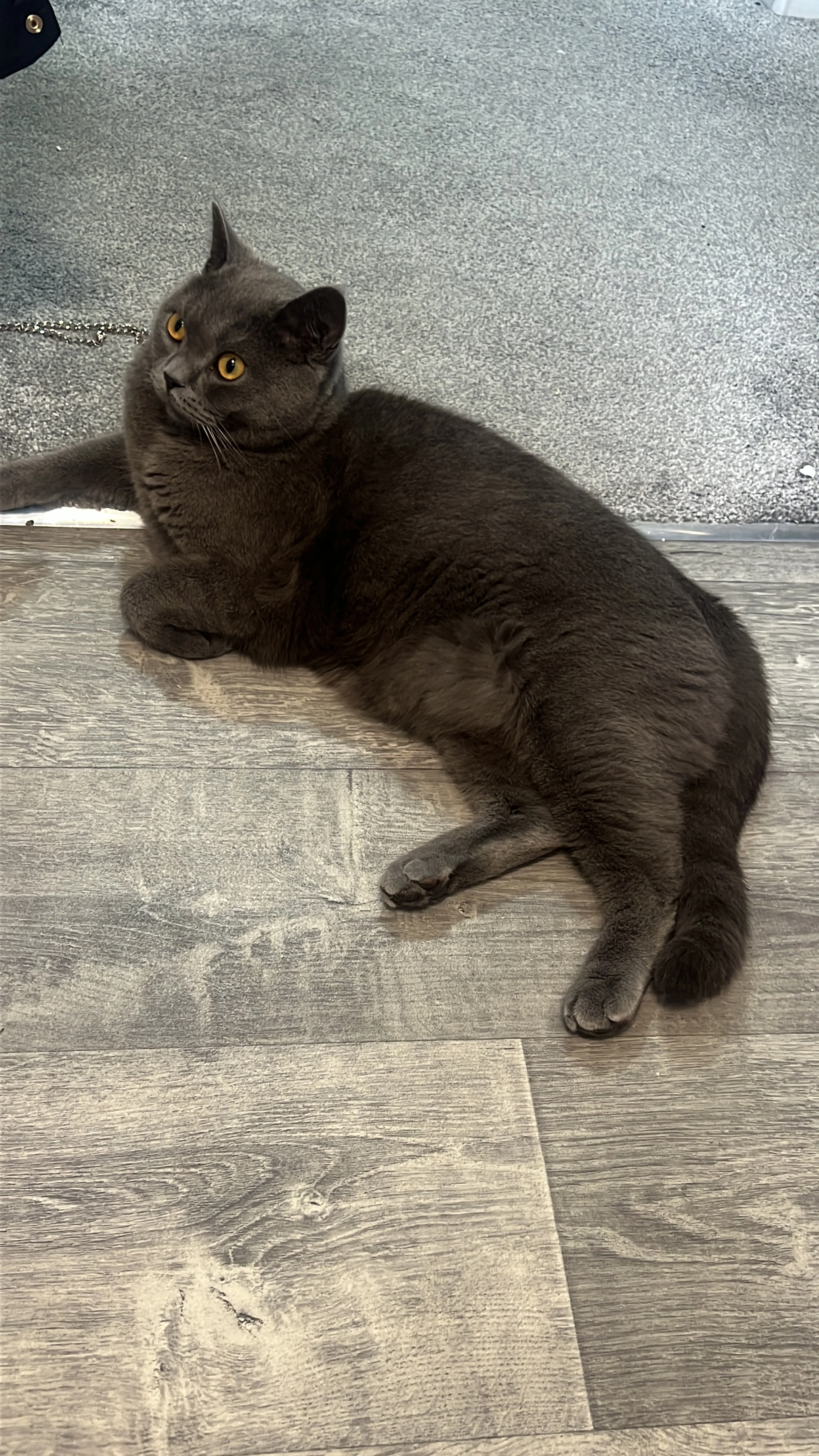 Kenzo  - Lotus Road, Leicester