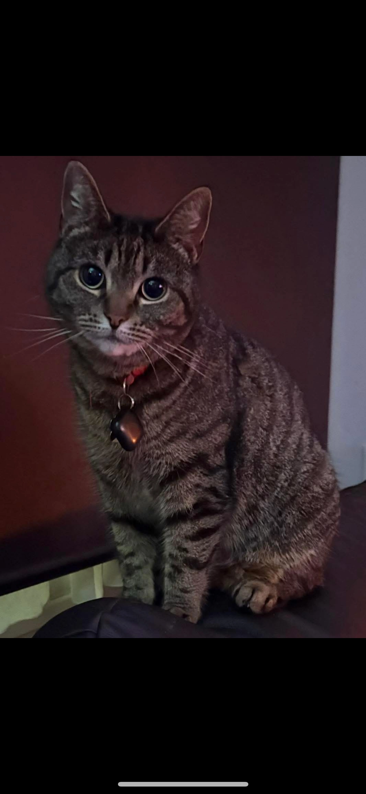 Donkey  - 56 Roodegate, Basildon