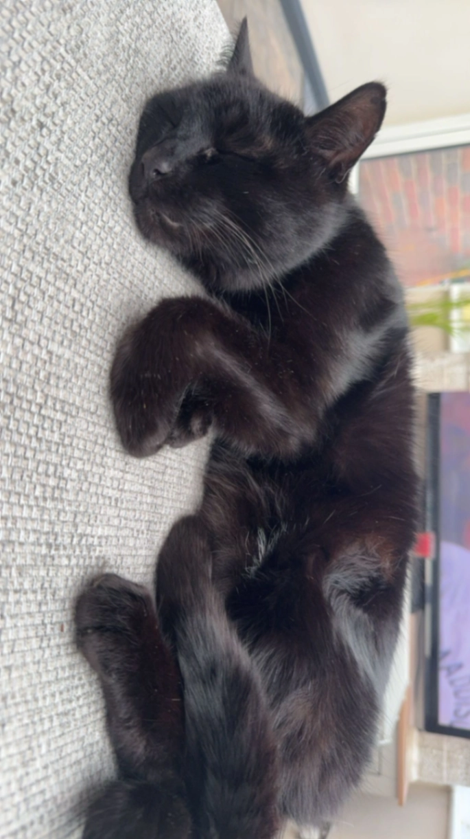 Hugo - Hadleigh Road, Ipswich