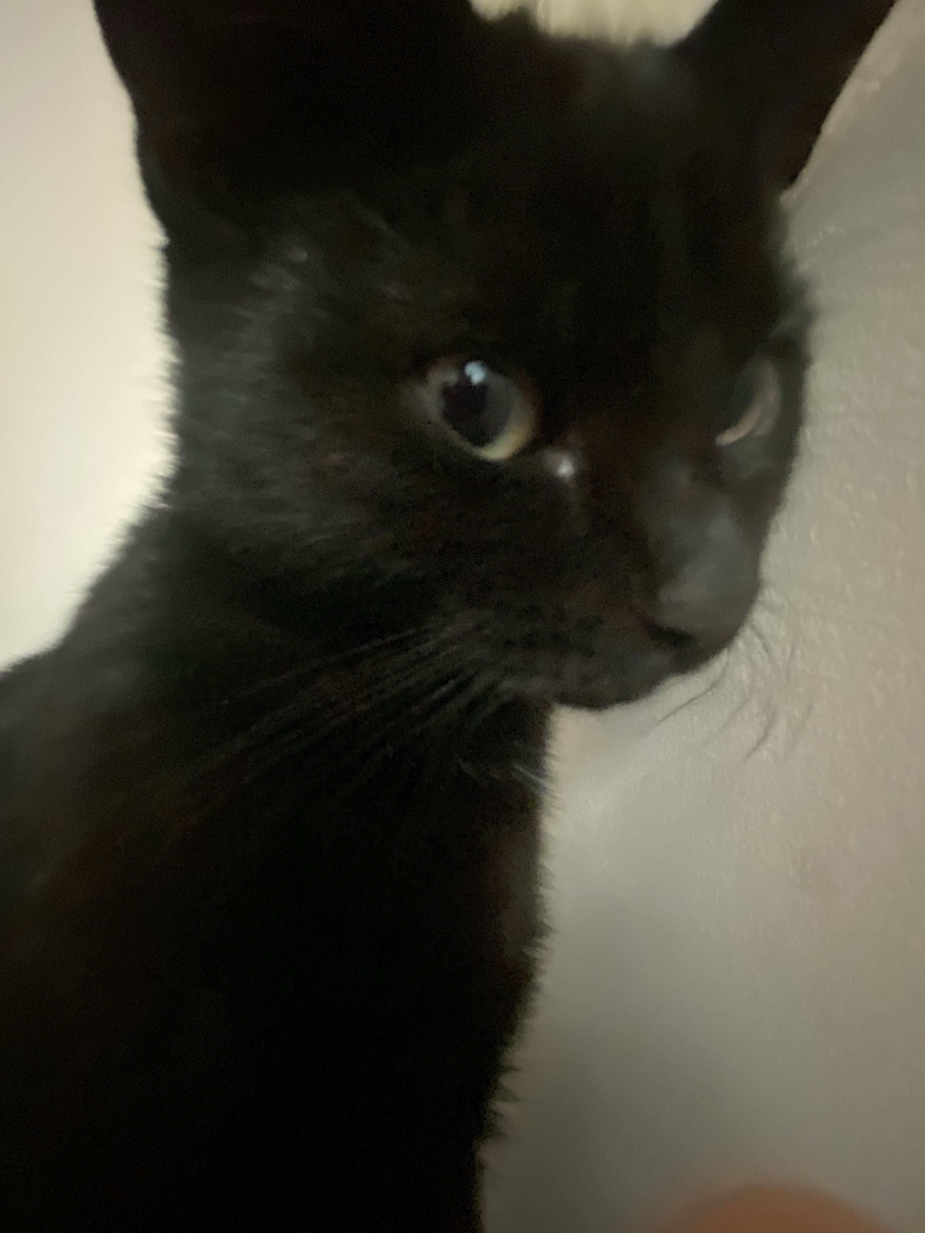 Freddie - Highpark Road, Ayr