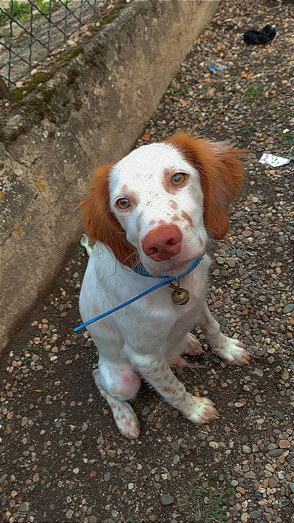 Snoopy - 5 Rue du Midi, La Réole