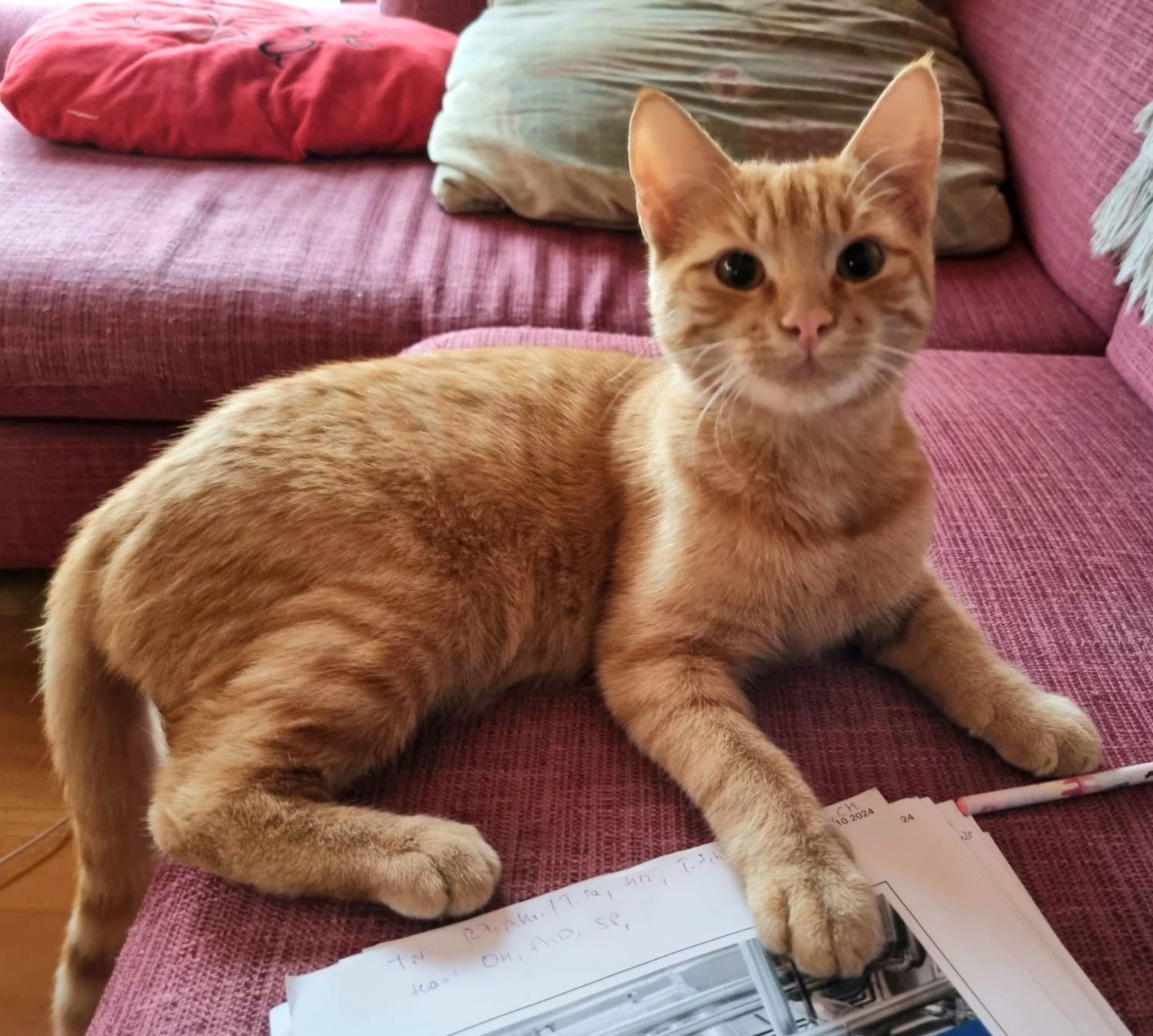 Mango - Bachgasse, Sierndorf