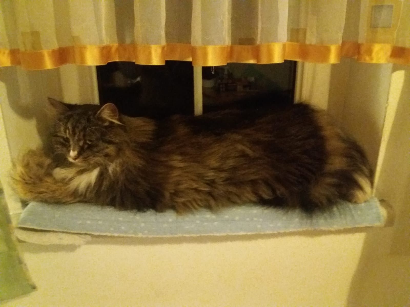 Socke  - Stefan Seedoch-Allee, Hartberg