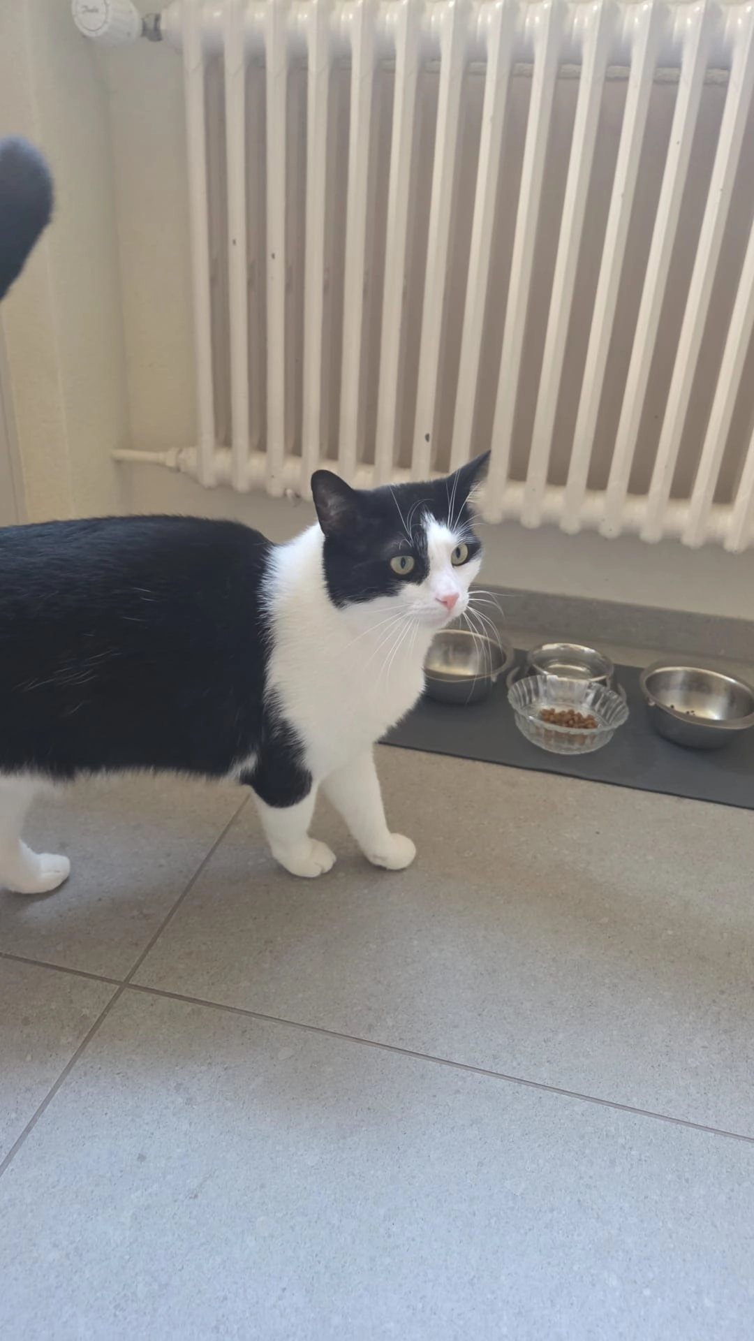 Mishka  - Berbiceweg 24, Neuhausen am Rheinfall