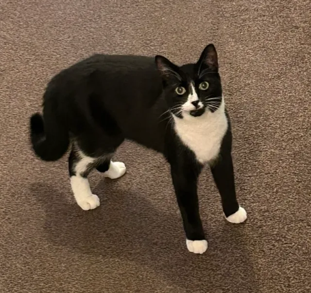 Stitch - Lambert Avenue, Richmond