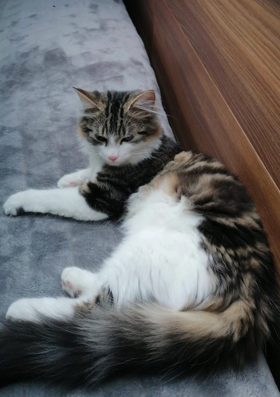 Neige  - Rue de Fontenelle 13, Gembloux